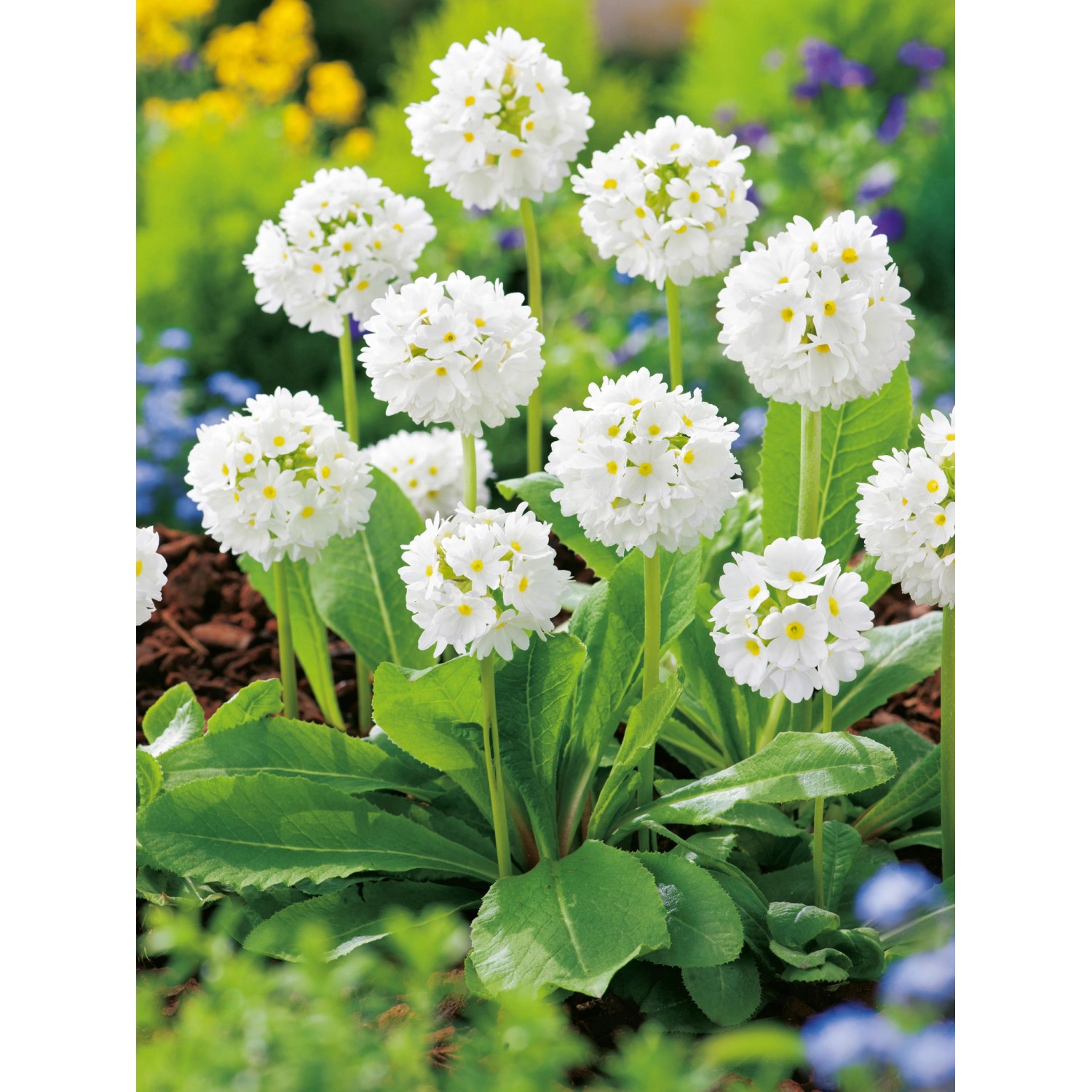 Kugelprimel Alba Weiß Topf-Ø ca. 9 cm x 9 cm Primula günstig online kaufen