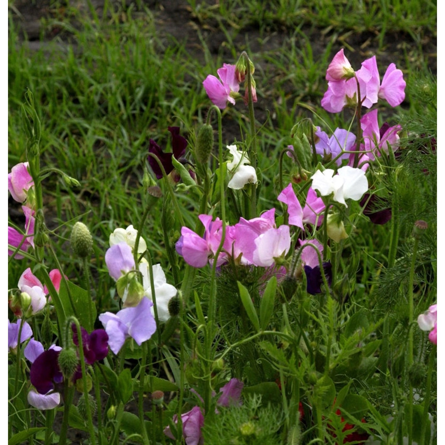 Breitblättrige Platterbse - Lathyrus latifolius günstig online kaufen