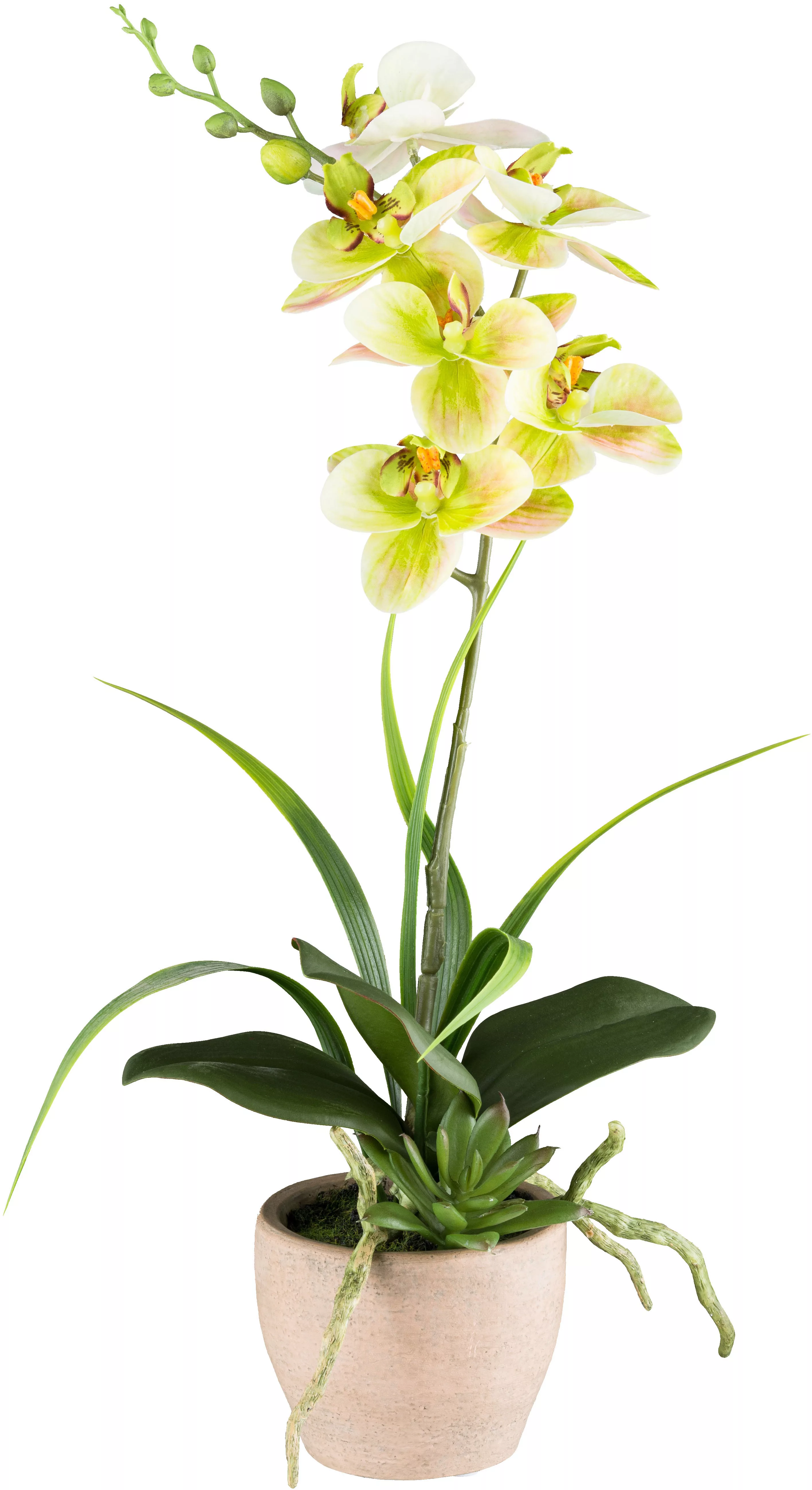 Creativ green Kunstorchidee "Orchidee Phalaenopsis", mit Sukkulenten und Gr günstig online kaufen