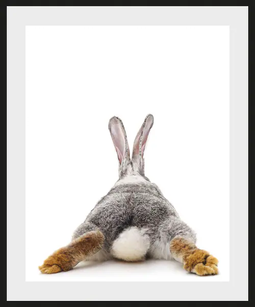 queence Bild »Bunny Tail«, Hase, (1 St.), Poster, gerahmt, niedlich, Pusche günstig online kaufen