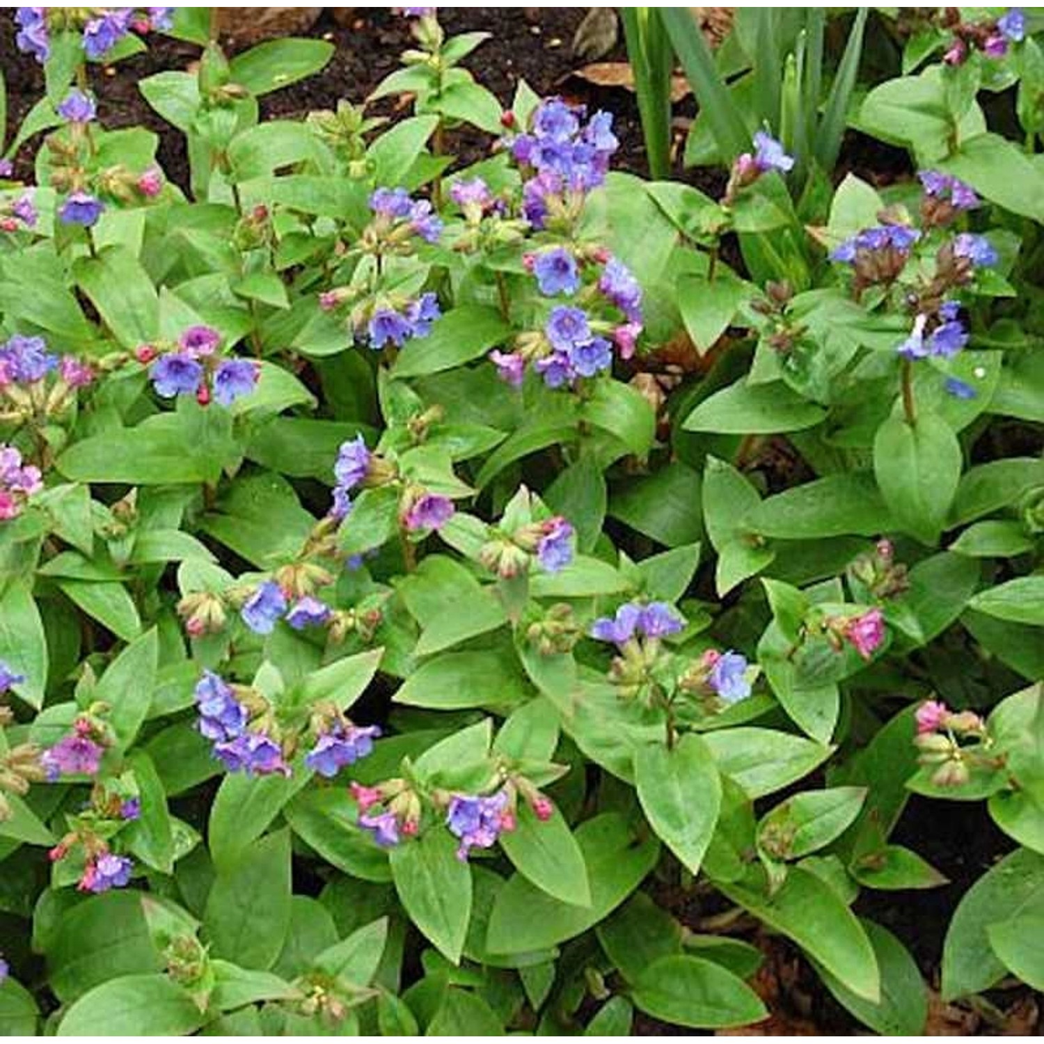 Schmalblättriges Lungenkraut Azurea - Pulmonaria angustifolia günstig online kaufen