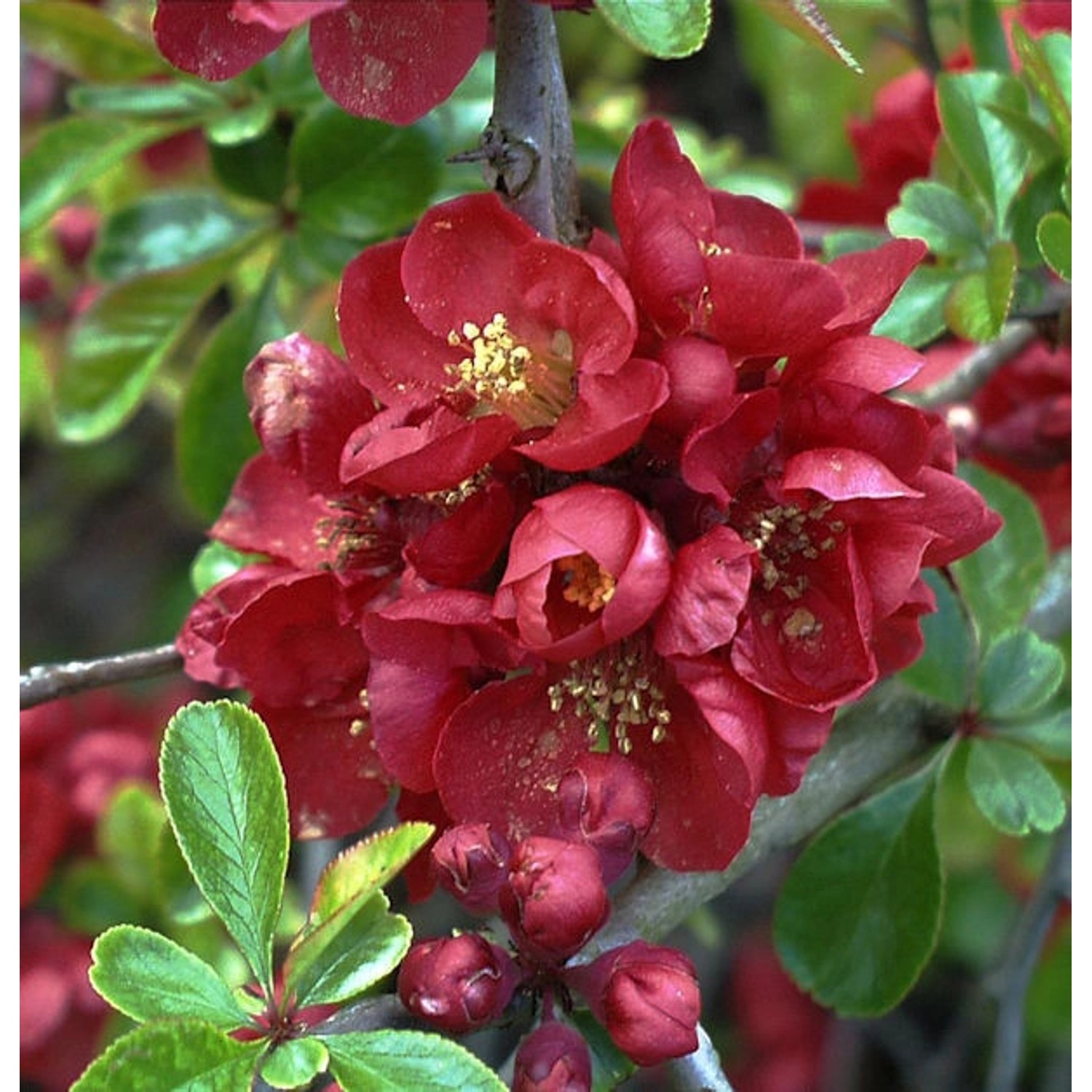 Niedrige Scheinquitte 80-100cm - Chaenomeles japonica günstig online kaufen