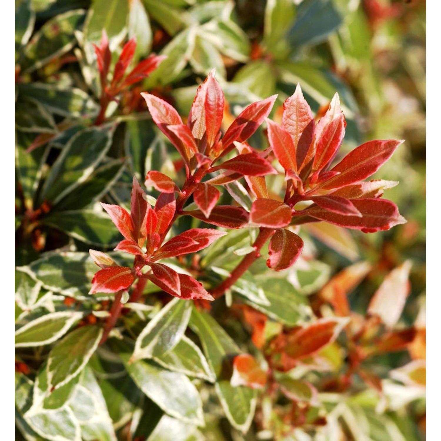 Schattenglöckchen Lavendelheide Little Heath 30-40cm - Pieris japonica günstig online kaufen