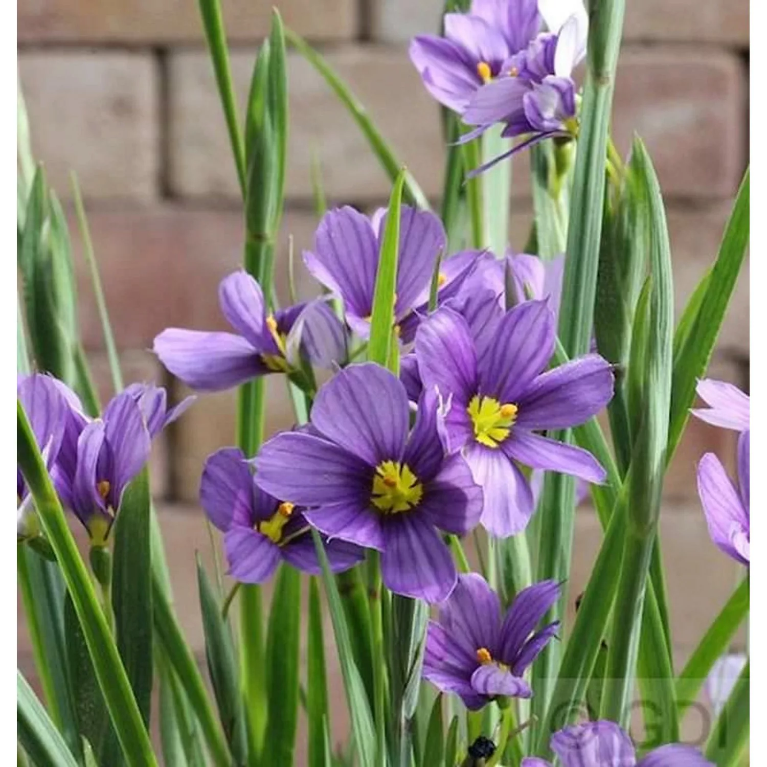 Binsenlilie Lucerne - Sisyrinchium angustifolium günstig online kaufen