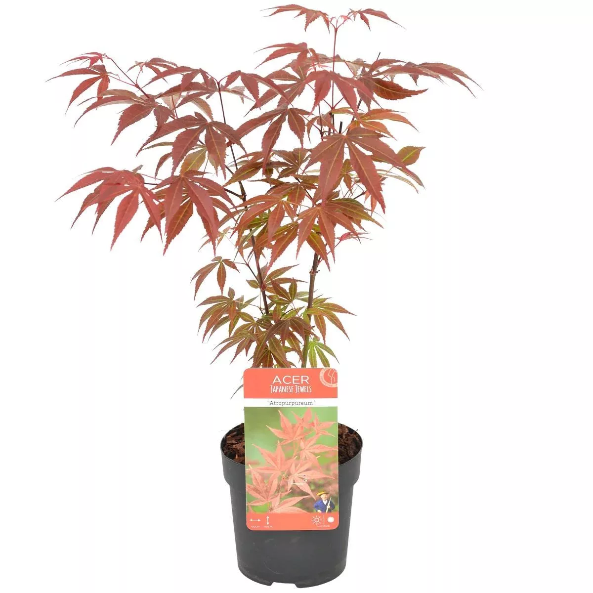 Casa Caron | Acer palmatum Atropurpureum günstig online kaufen