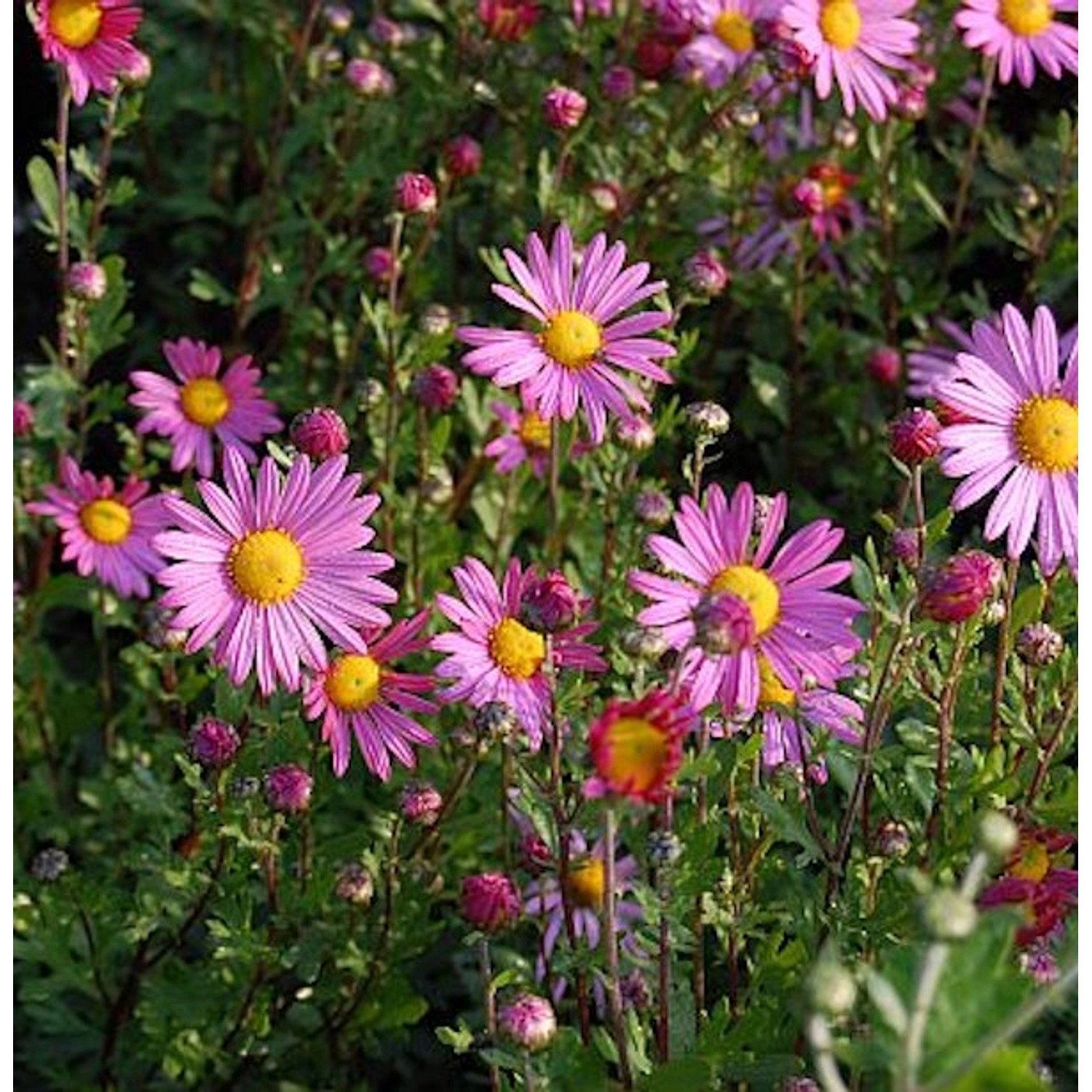 Herbstaster Clara Curtis - Chrysanthemum zawadskii günstig online kaufen