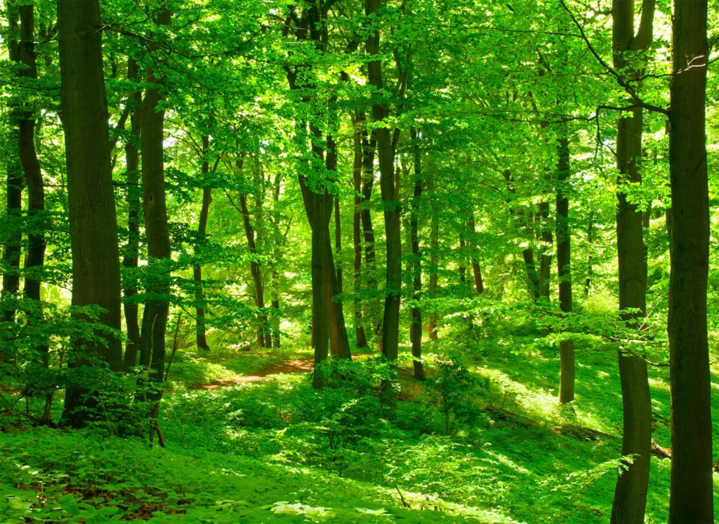 Papermoon Fototapete »Forest in Spring« günstig online kaufen