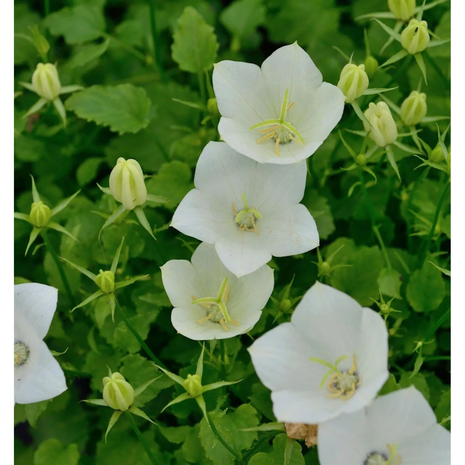 Karpaten Glockenblume White Uniform - Campanula carpatica günstig online kaufen