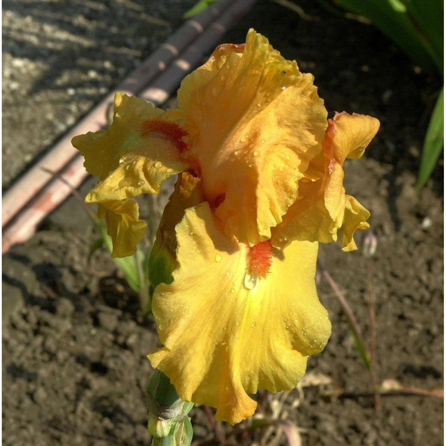 Schwertlilie Feu du Ciel - Iris barbata günstig online kaufen