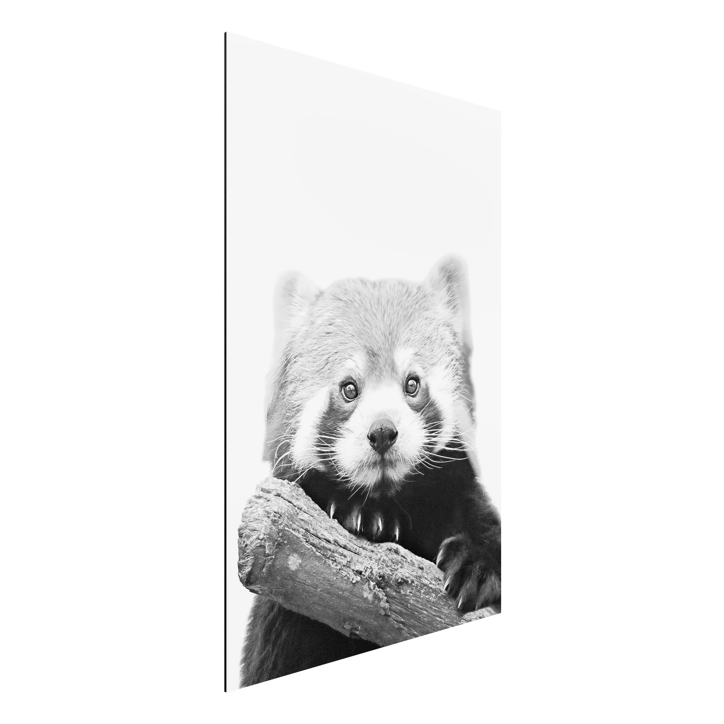 Alu-Dibond Bild Roter Panda in Schwarz-weiß günstig online kaufen