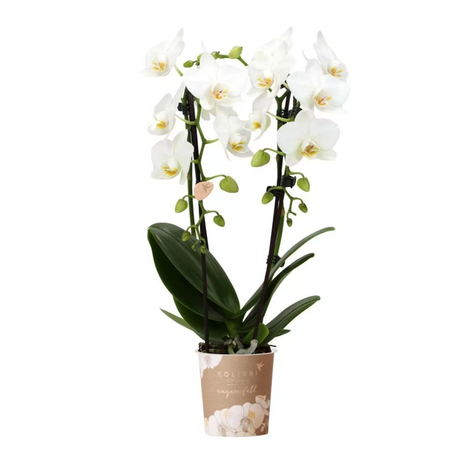 Kolibri Orchids Weiße Phalaenopsis Orchidee Niagara Fall Topfgröße 9cm günstig online kaufen