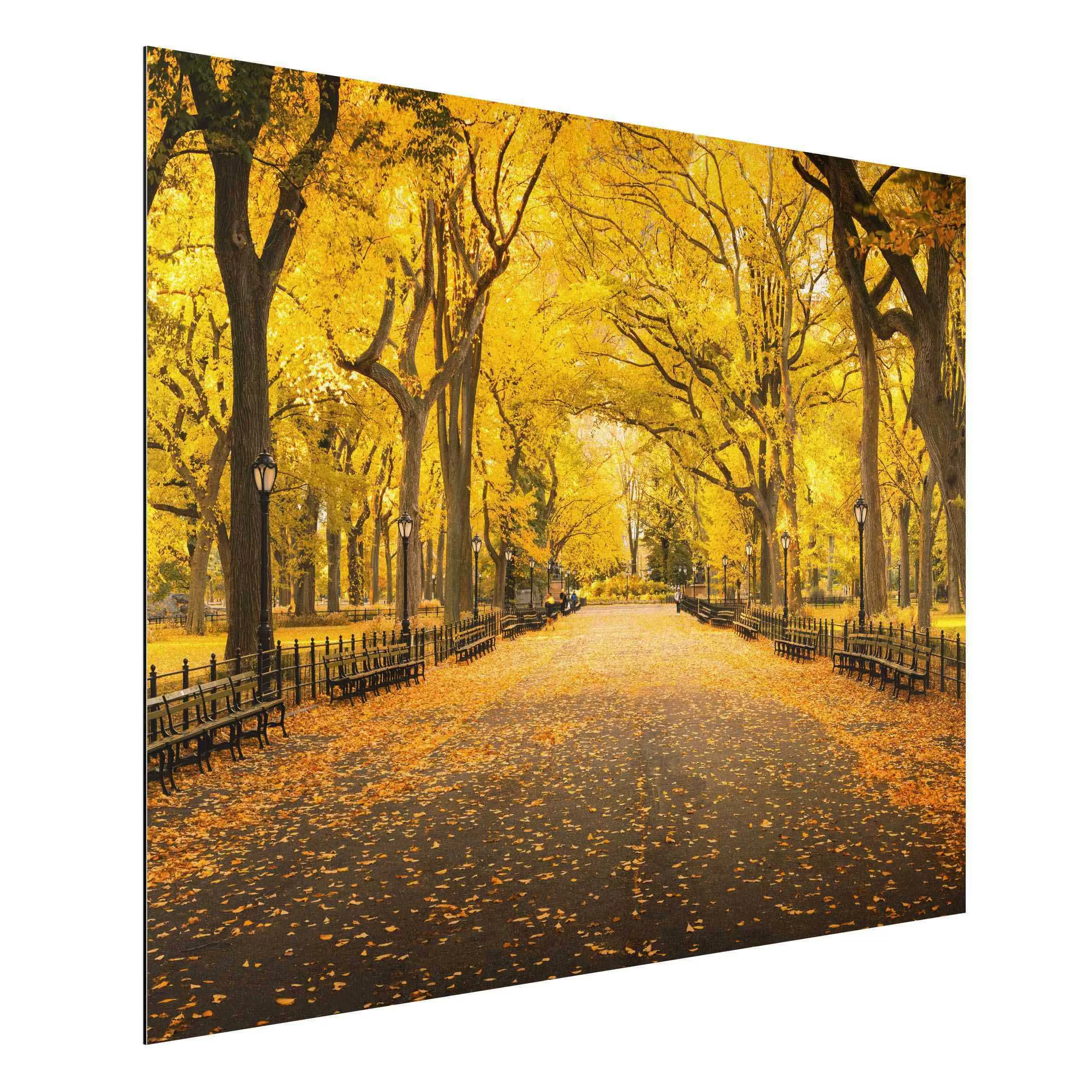 Alu-Dibond Bild Herbst im Central Park günstig online kaufen