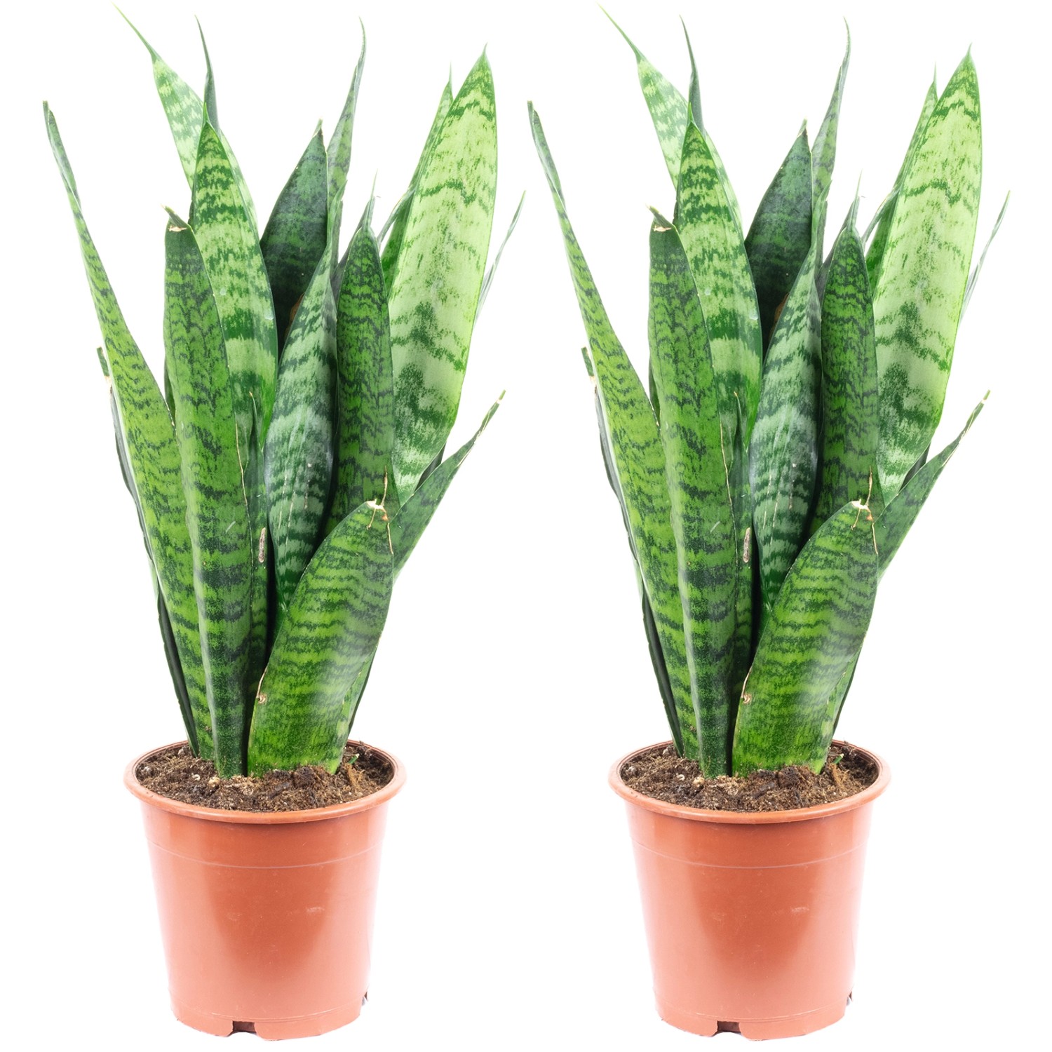 Value Greens 2er-Set Sansevieria 'Black Coral'  Pflegeleichter Bogenhanf  c günstig online kaufen