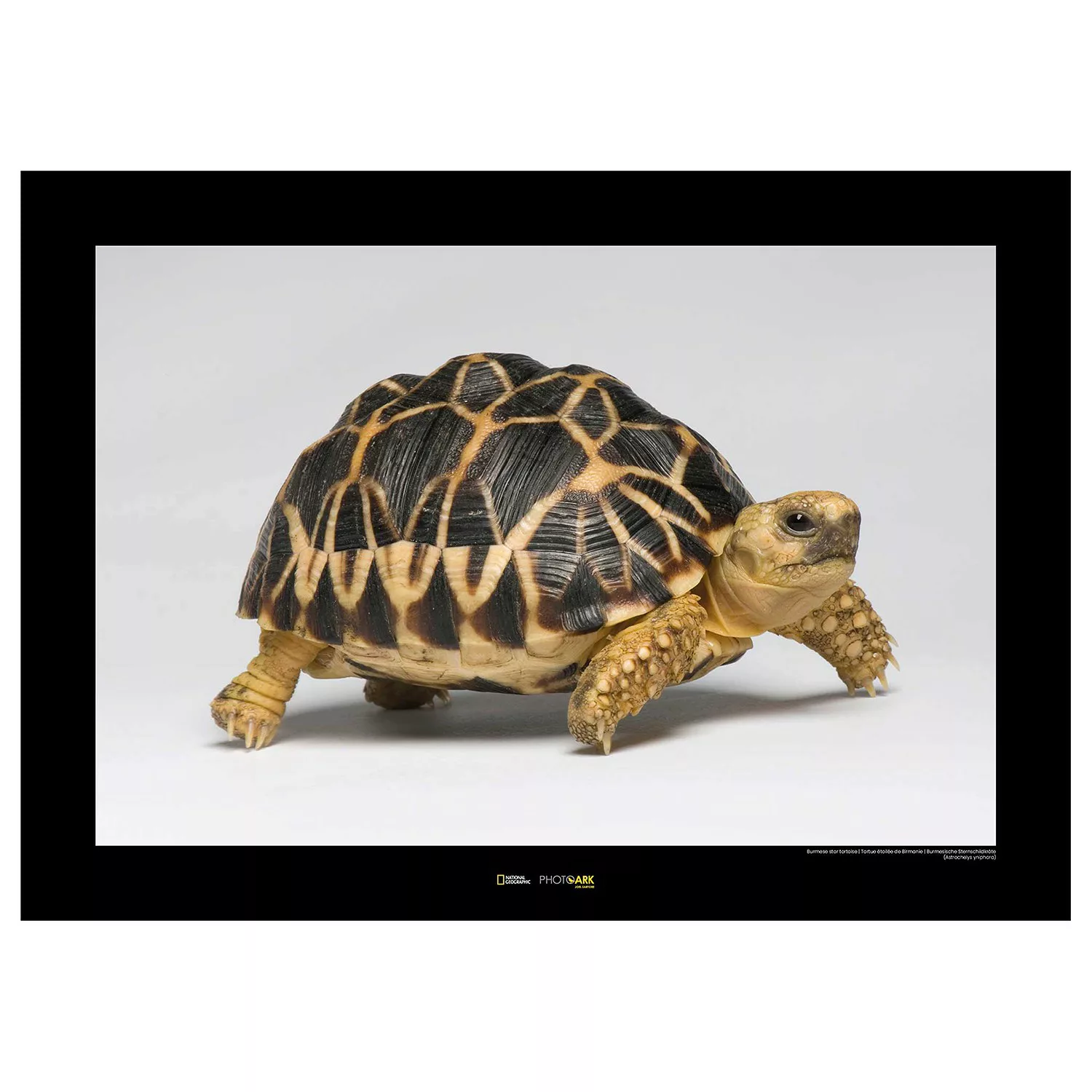 KOMAR Wandbild - Burmese Star Tortoise - Größe: 70 x 50 cm mehrfarbig Gr. o günstig online kaufen