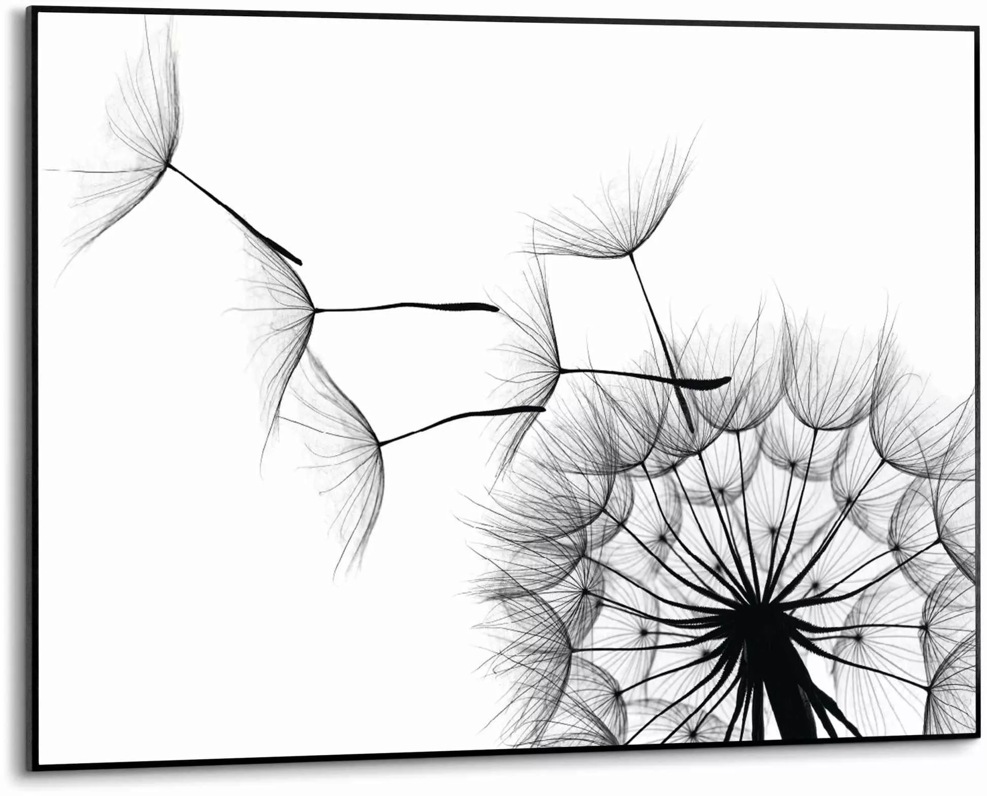 Reinders Wandbild "Slim Frame Black 50x70 Dandelion" günstig online kaufen