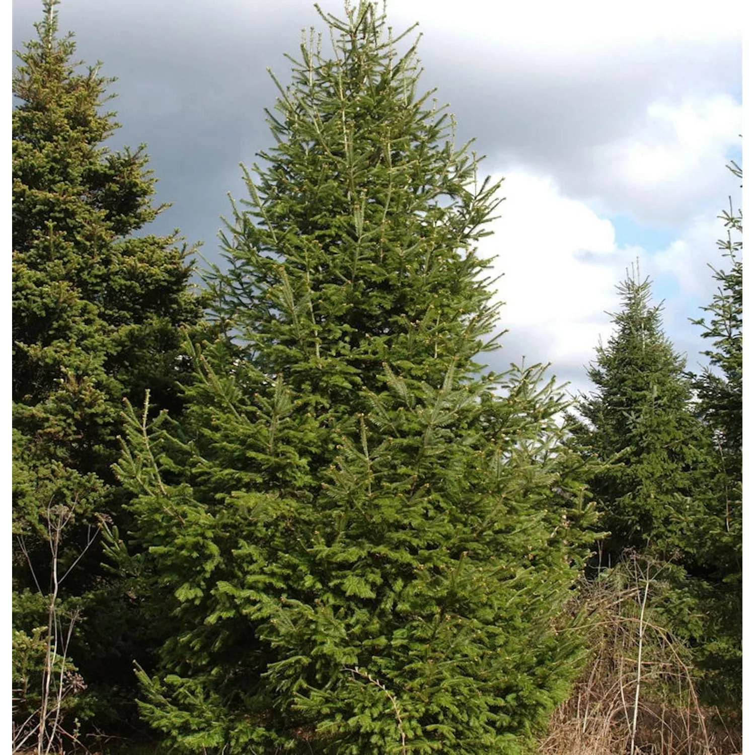 Fraser-Tanne 40-50cm - Abies fraseri günstig online kaufen