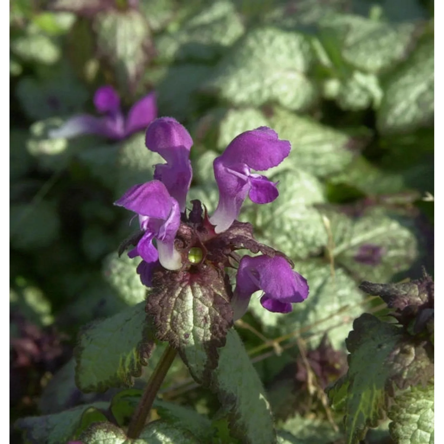 Waldnessel Beacon Silver - Lamium maculatum günstig online kaufen