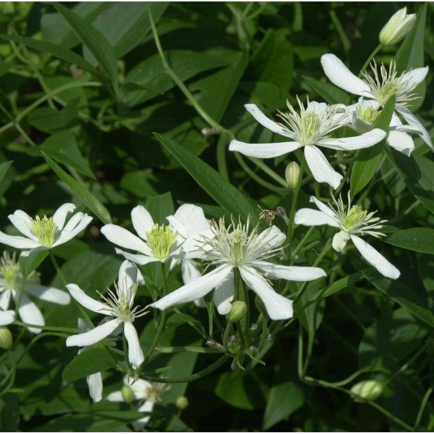 Staudenclematis Grandiflora - Clematis recta günstig online kaufen