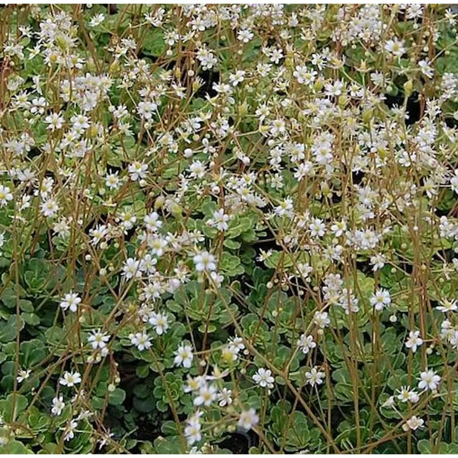 Keilblatt Steinbrech - Saxifraga cuneifolia günstig online kaufen