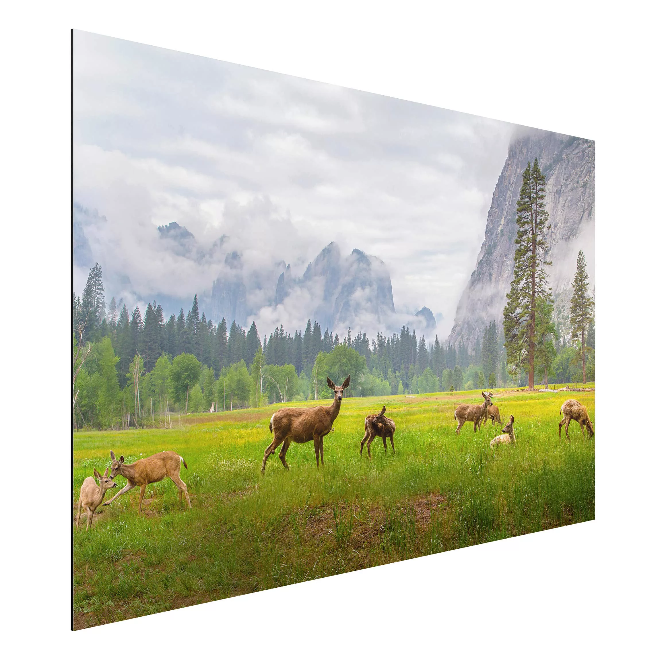 Alu-Dibond Bild Natur & Landschaft - Querformat 3:2 Rehe in den Bergen günstig online kaufen