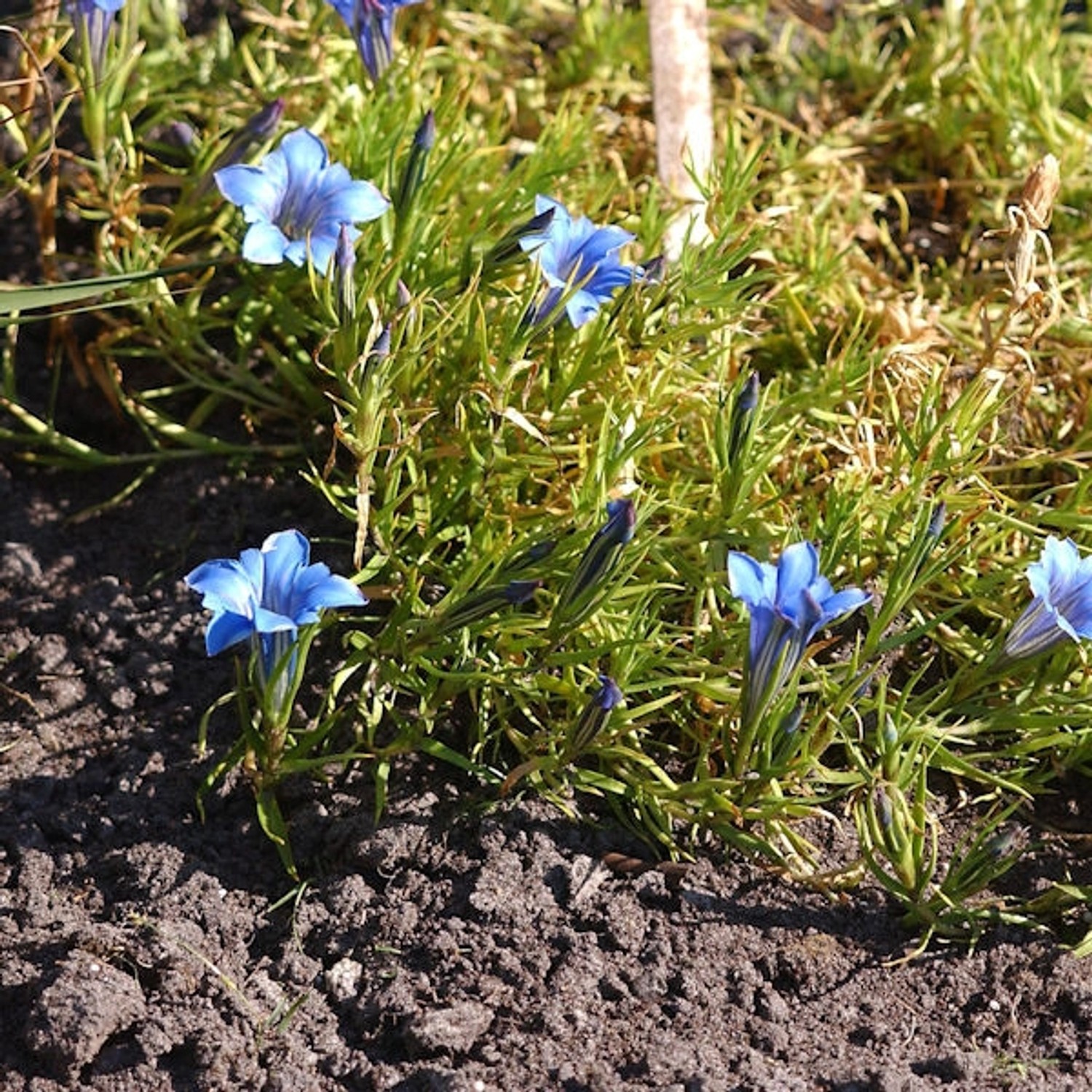 Herbstenzian - Gentiana sino ornata günstig online kaufen