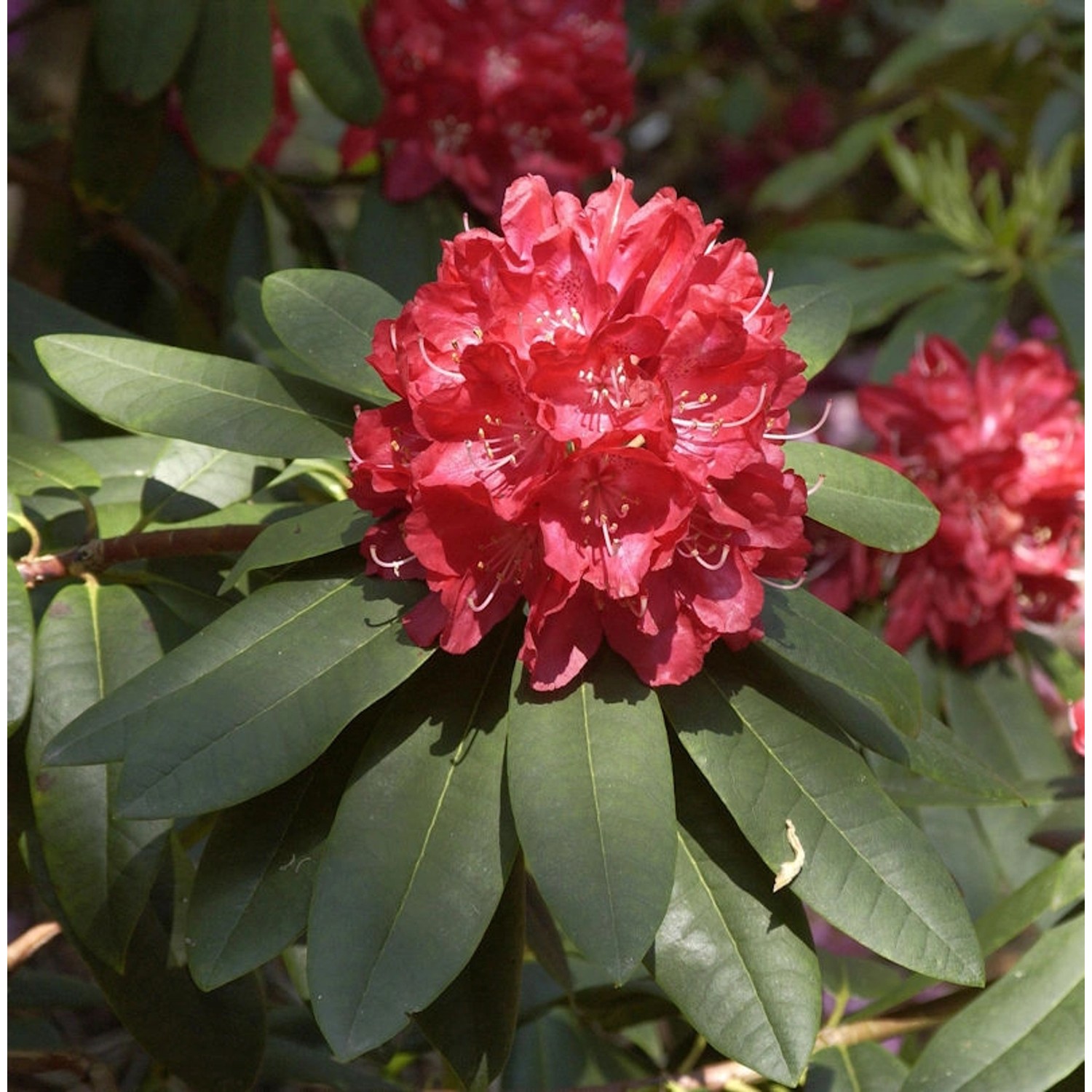 Großblumige Rhododendron Elizabeth 30-40cm - Alpenrose günstig online kaufen