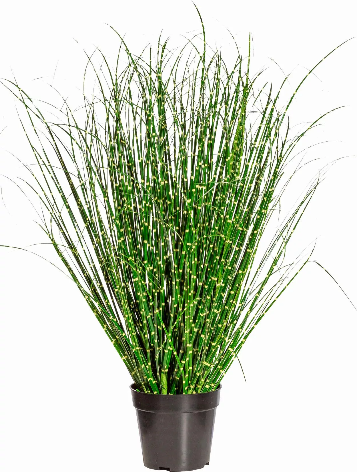 Creativ green Kunstgras "Miscanthus Zebrinus" günstig online kaufen