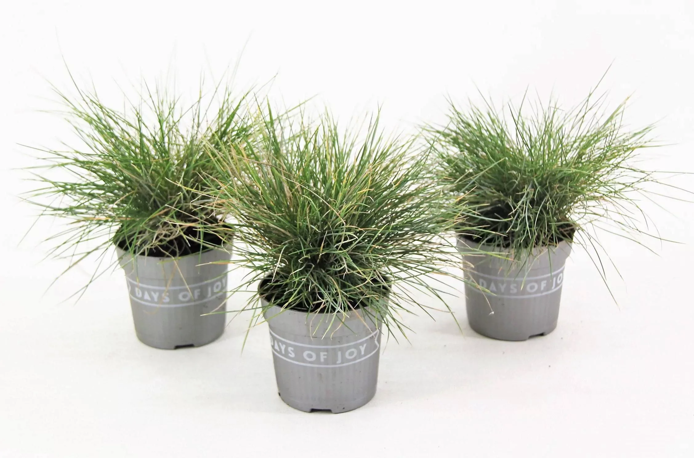 Perfect Plant | 3er Set Festuca Blue Ziergräser günstig online kaufen