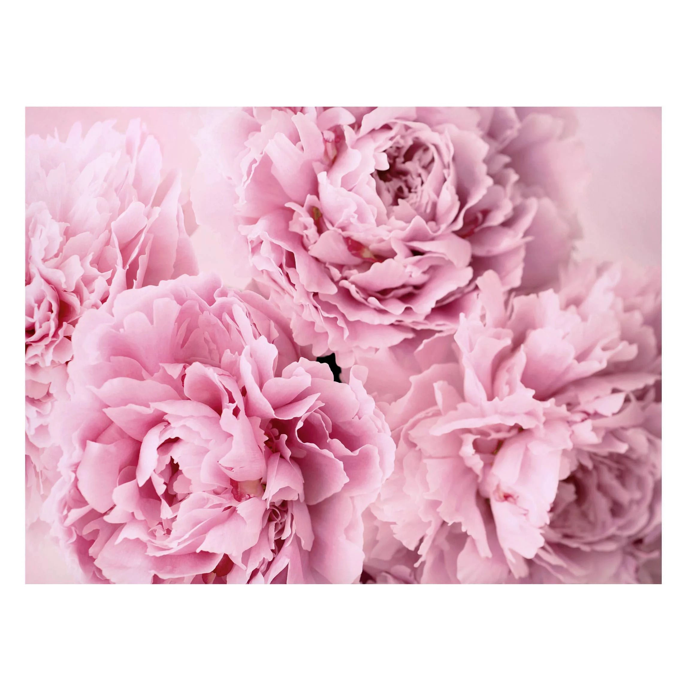 Magnettafel Blumen - Querformat 4:3 Rosa Pfingstrosen günstig online kaufen
