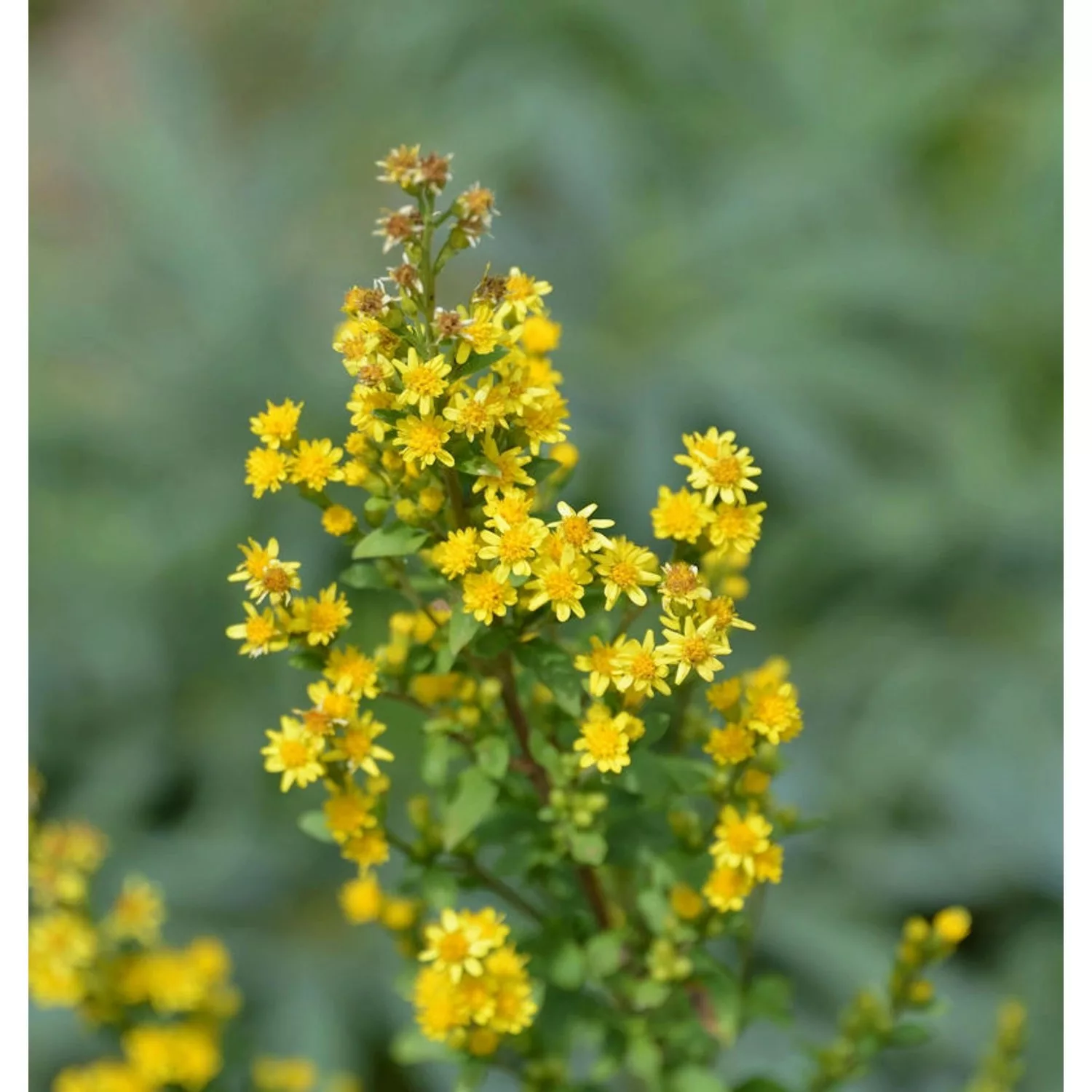 Zwerg-Goldrute - Solidago virgaurea günstig online kaufen