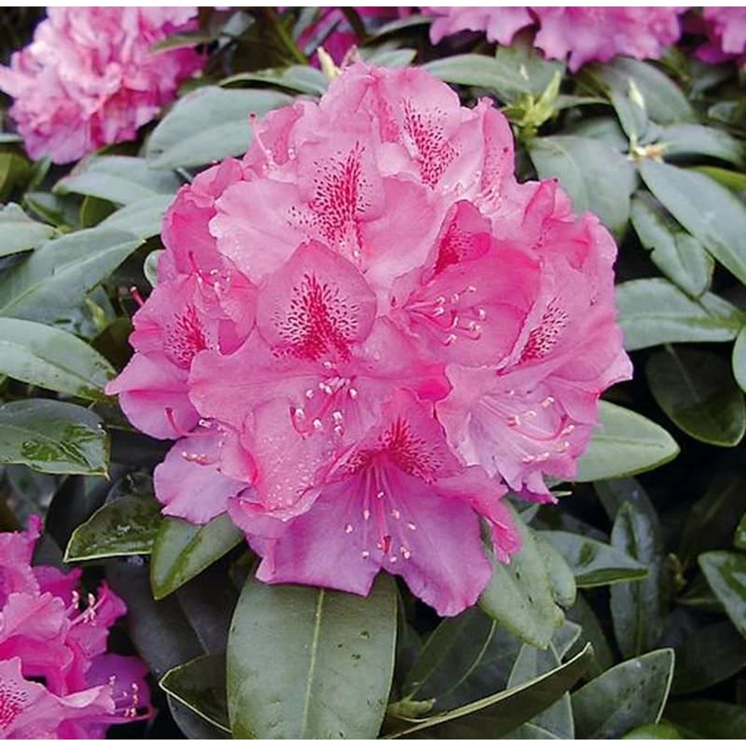 Großblumige Rhododendron Constanze 50-60cm - Alpenrose günstig online kaufen