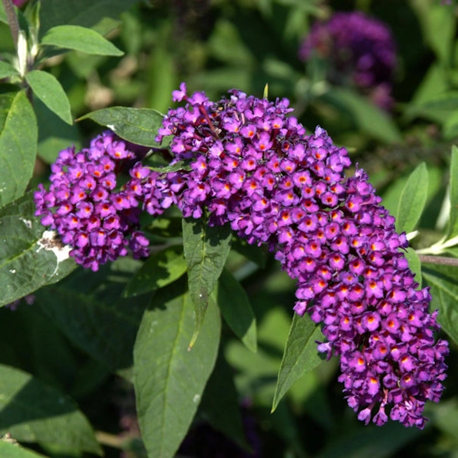 Sommerflieder Nanho Purple 60-80cm - Buddleja günstig online kaufen