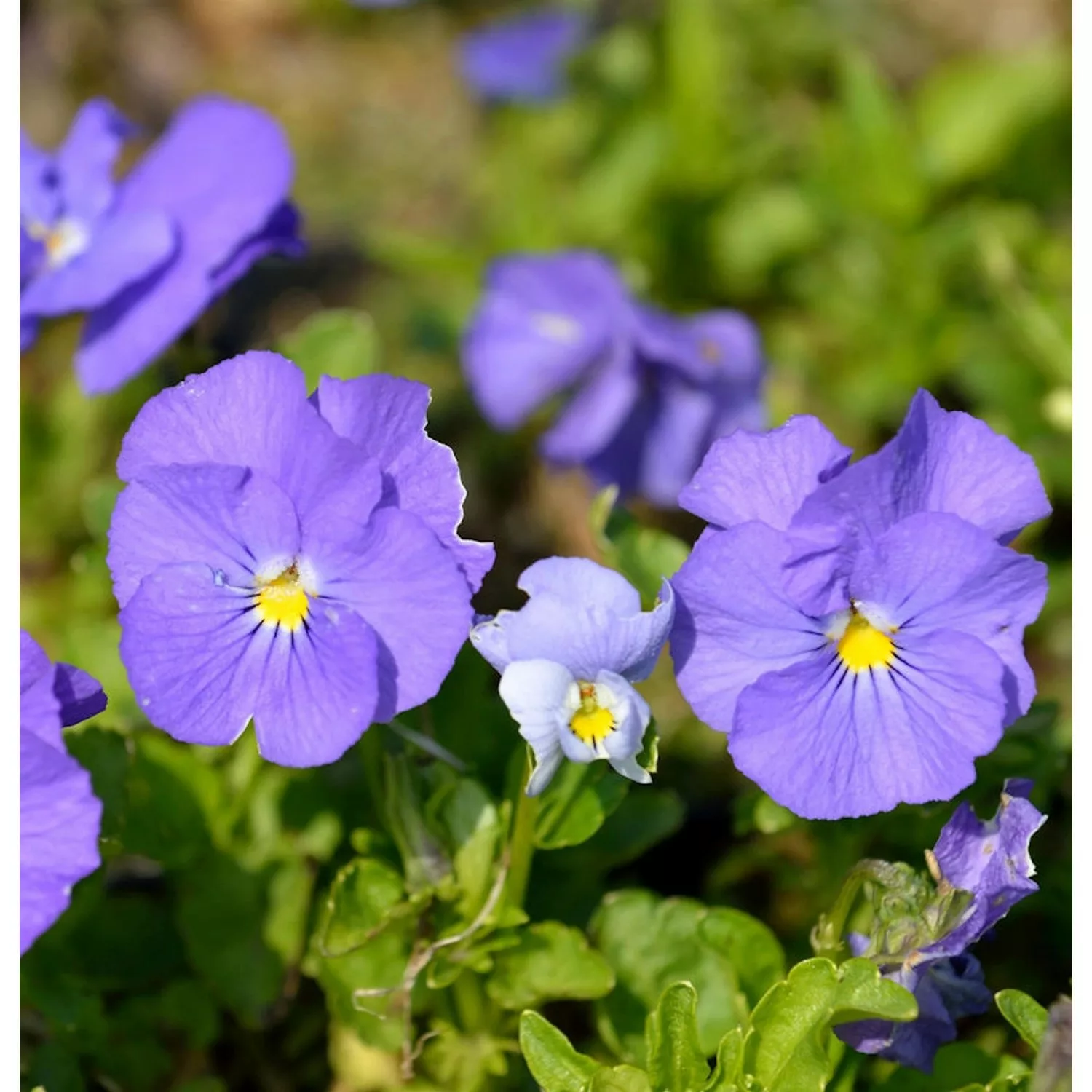 Hornveilchen Wisley White - Viola cornuta günstig online kaufen