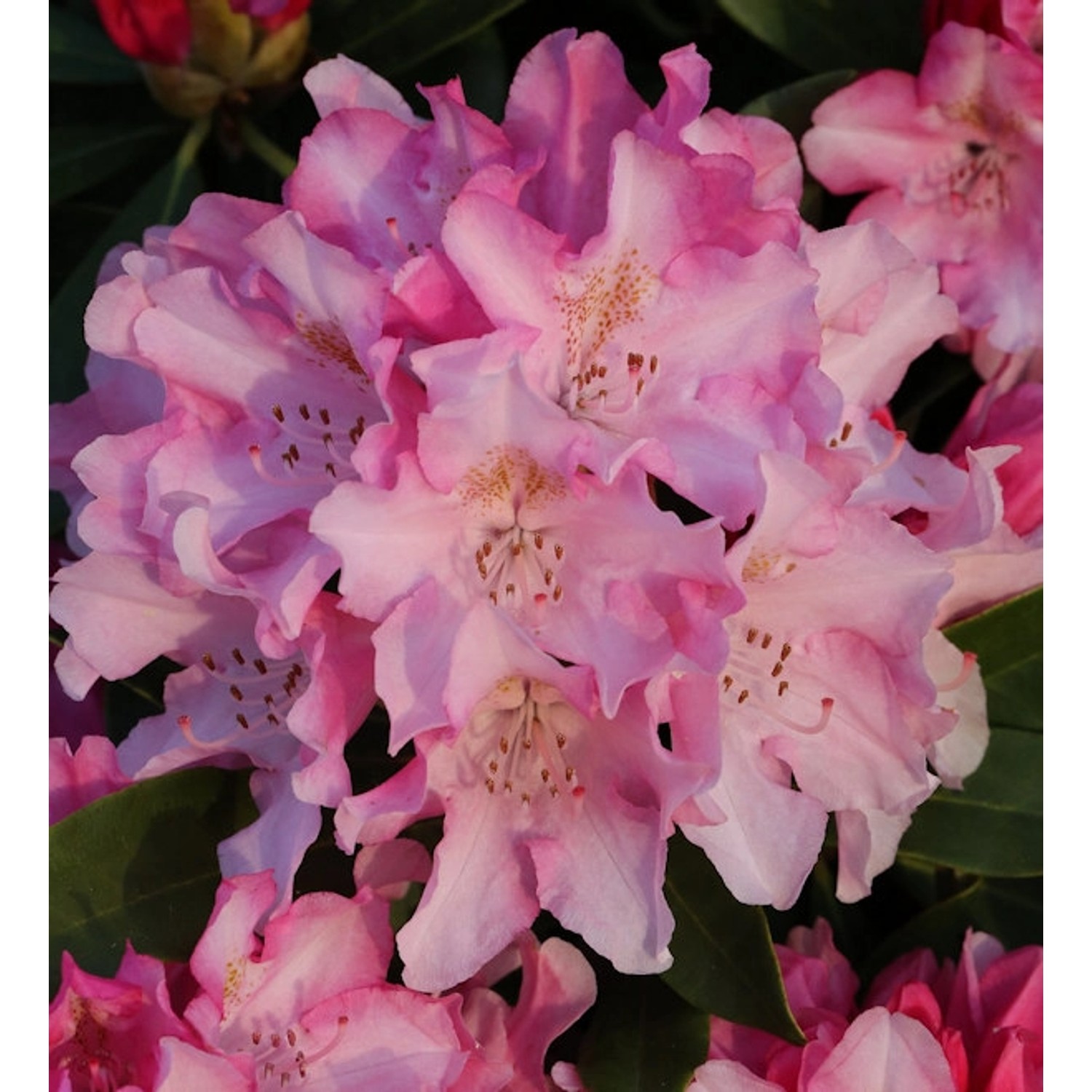 INKARHO - Großblumige Rhododendron Dolcemente 40-50cm - Alpenrose günstig online kaufen