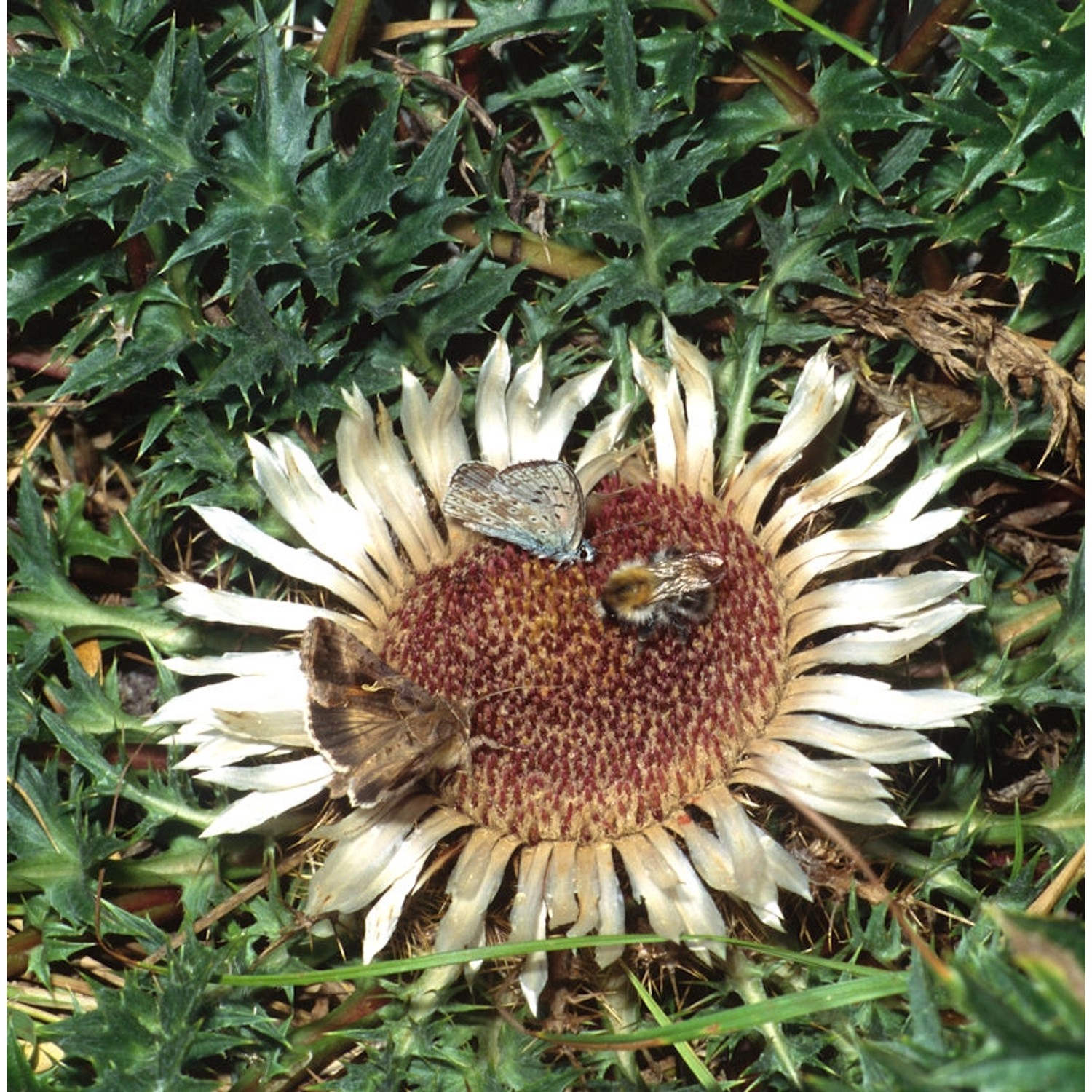 Wetterdistel - Carlina acanthifolia günstig online kaufen