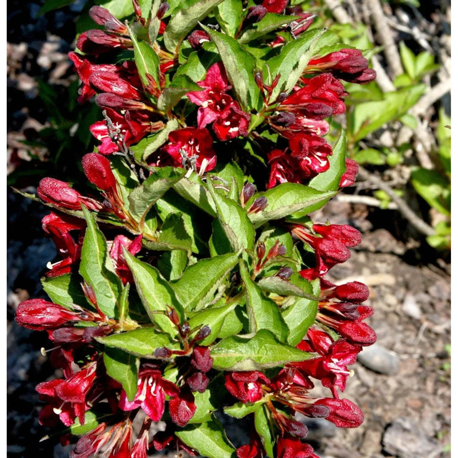 Newport Newport Red 40-60cm - Weigela florida günstig online kaufen
