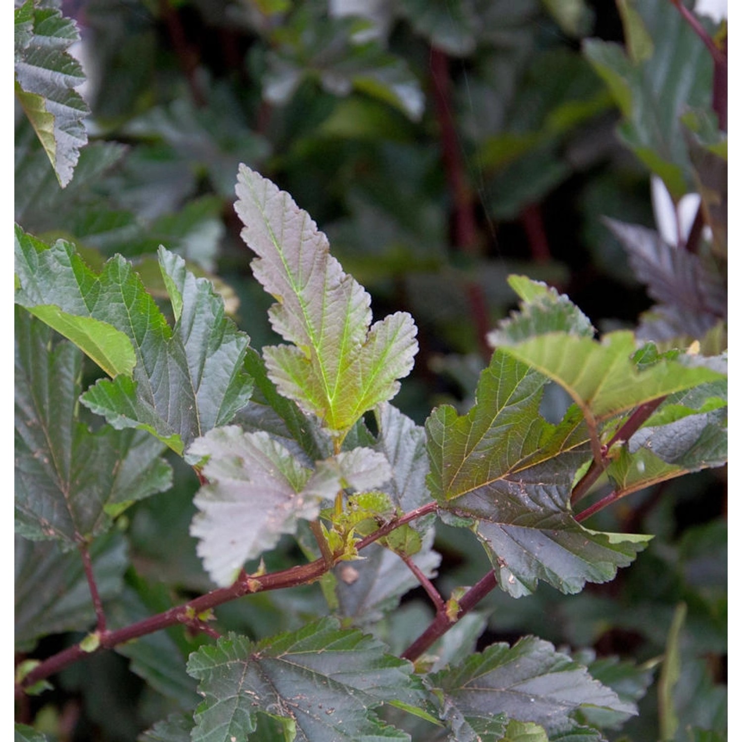 Blasenspiere Red Baron 125-150cm - Physocarpus opulifolius günstig online kaufen