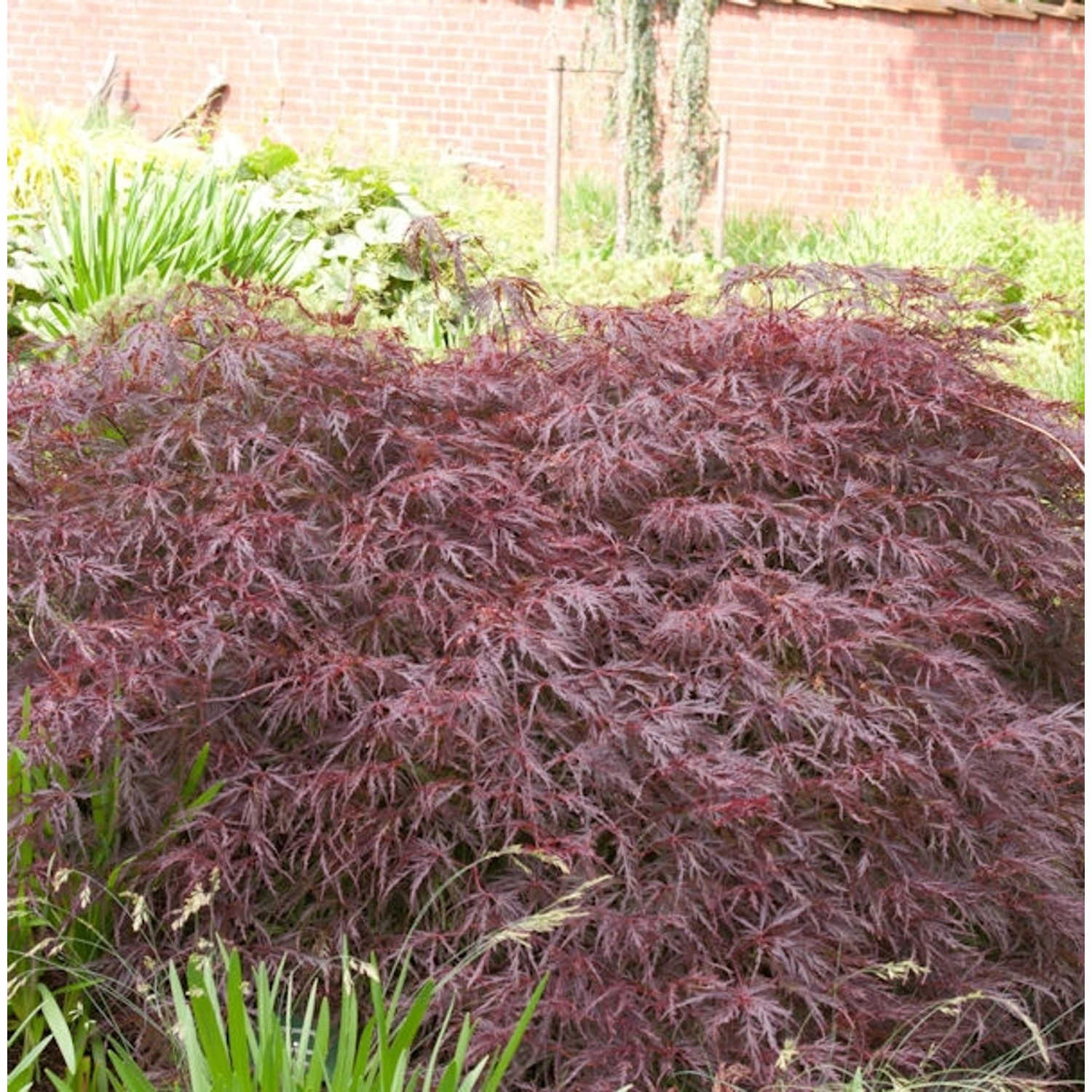 Dunkelroter Schlitz Ahorn Garnet 50-60cm - Acer palmatum günstig online kaufen