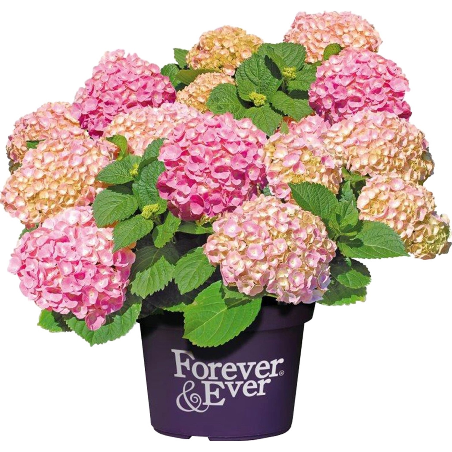 Bauernhortensie Forever & Ever Rosa Höhe ca. 40 - 50 cm Topf ca. 5 l Hydran günstig online kaufen