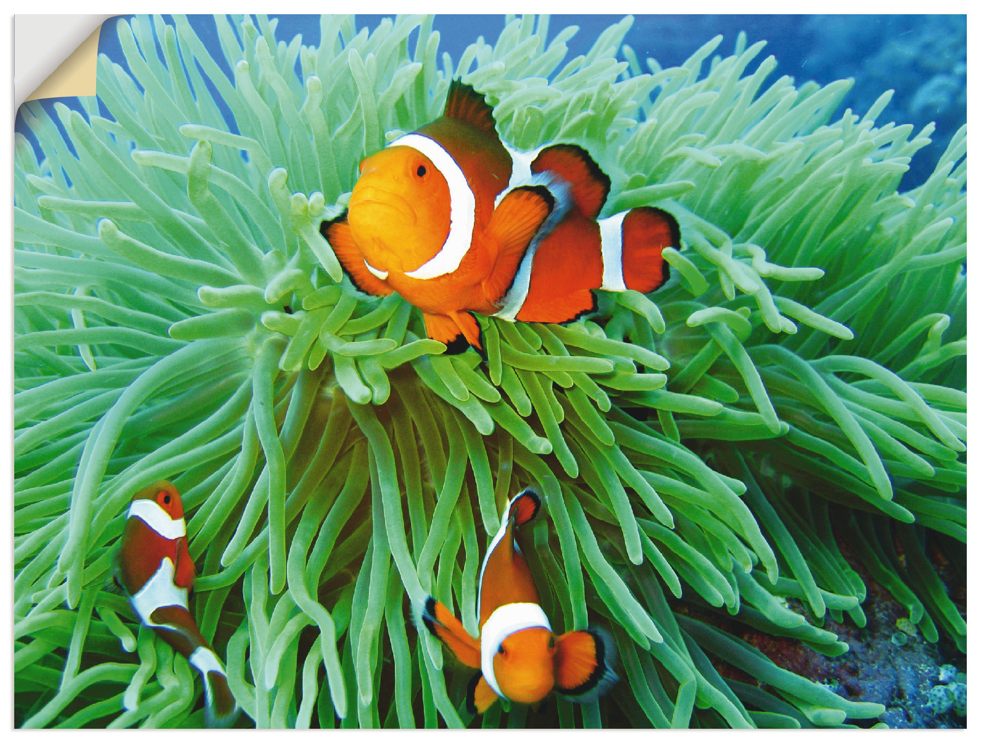 Artland Wandbild "Finde Nemo", Wassertiere, (1 St.), als Poster, Wandaufkle günstig online kaufen