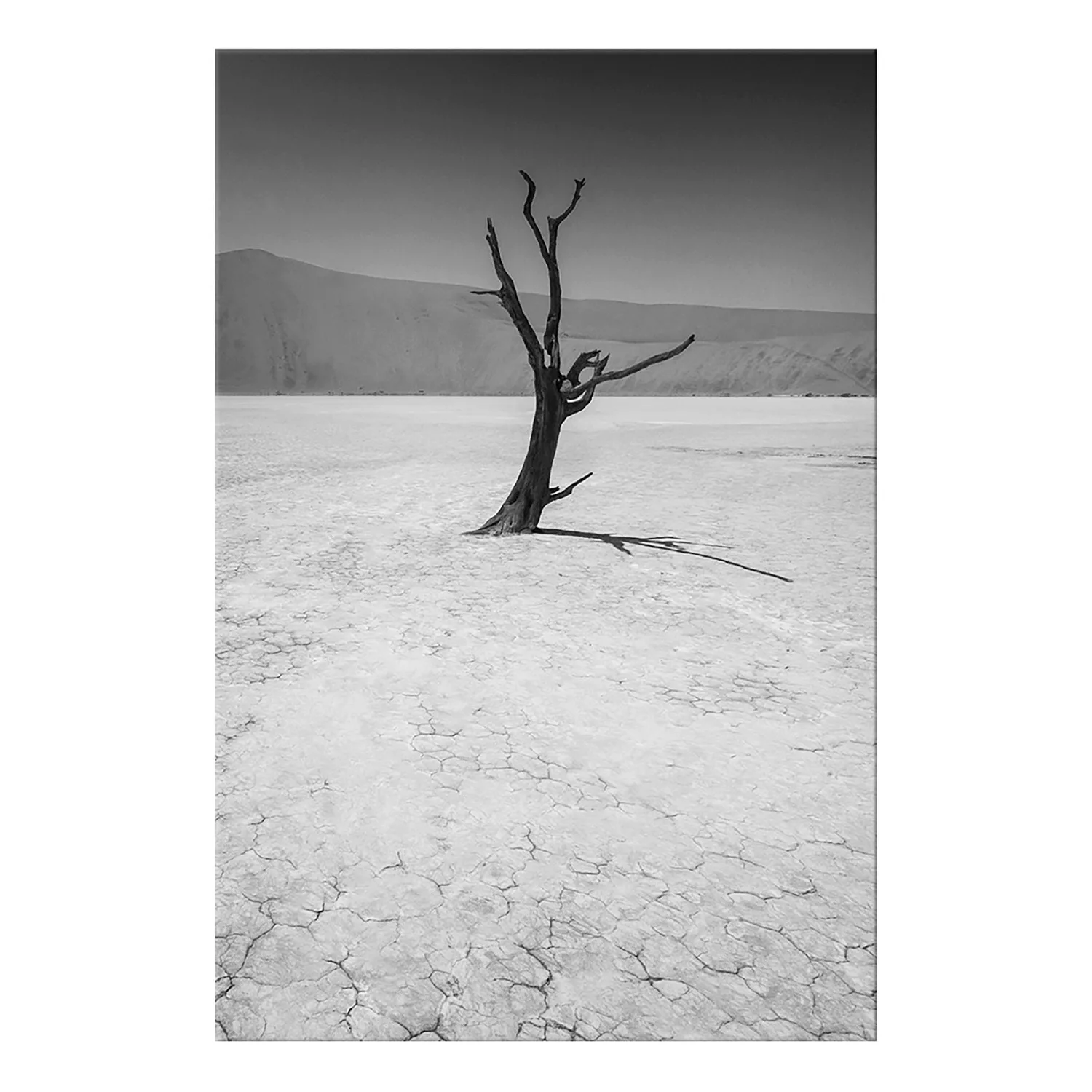 home24 Wandbild Tree in the Desert günstig online kaufen