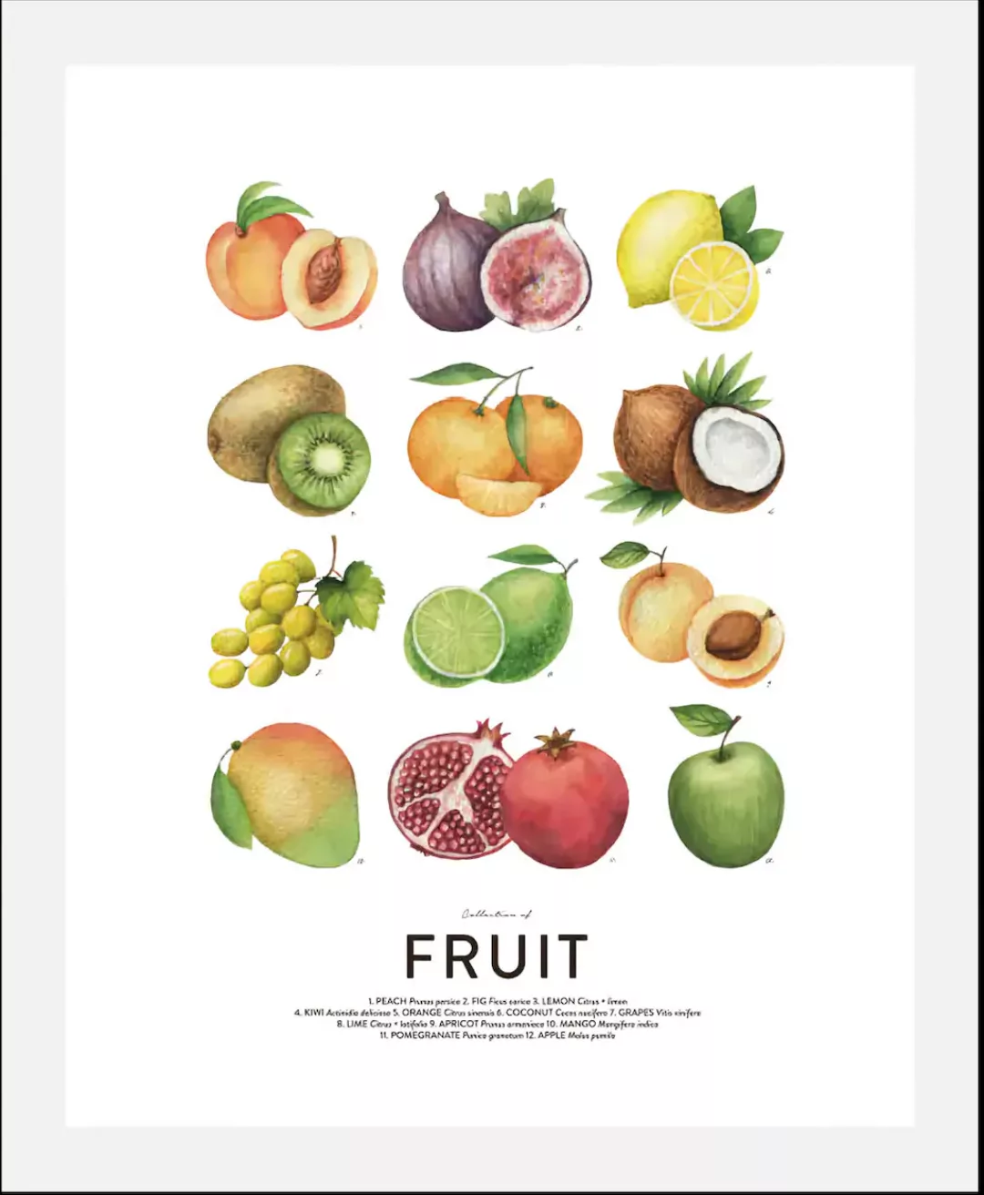 queence Bild »Fruit«, (1 St.), gerahmt günstig online kaufen