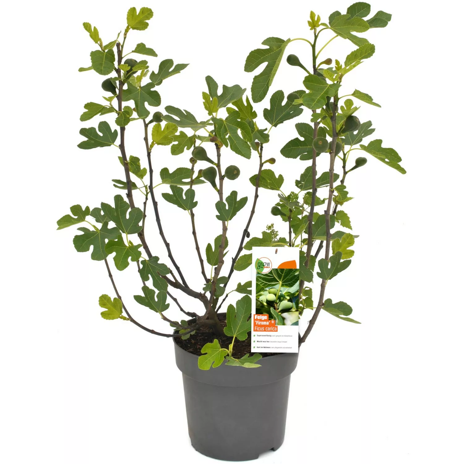 GROW by OBI Feigen Busch Firoma Höhe ca. 42 cm Topf 6 l Ficus carica günstig online kaufen