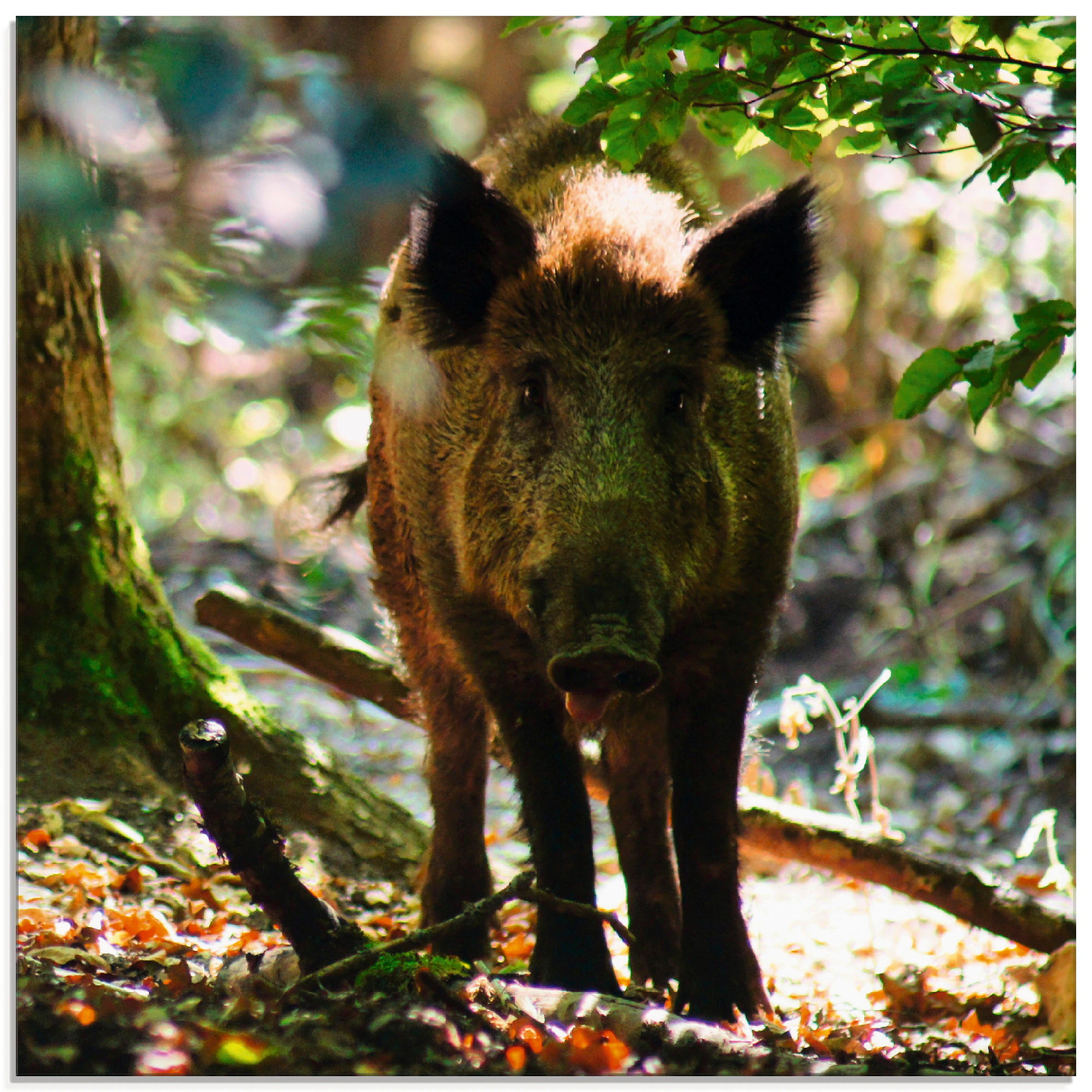 Artland Glasbild "Wildschwein", Wildtiere, (1 St.), in verschiedenen Größen günstig online kaufen