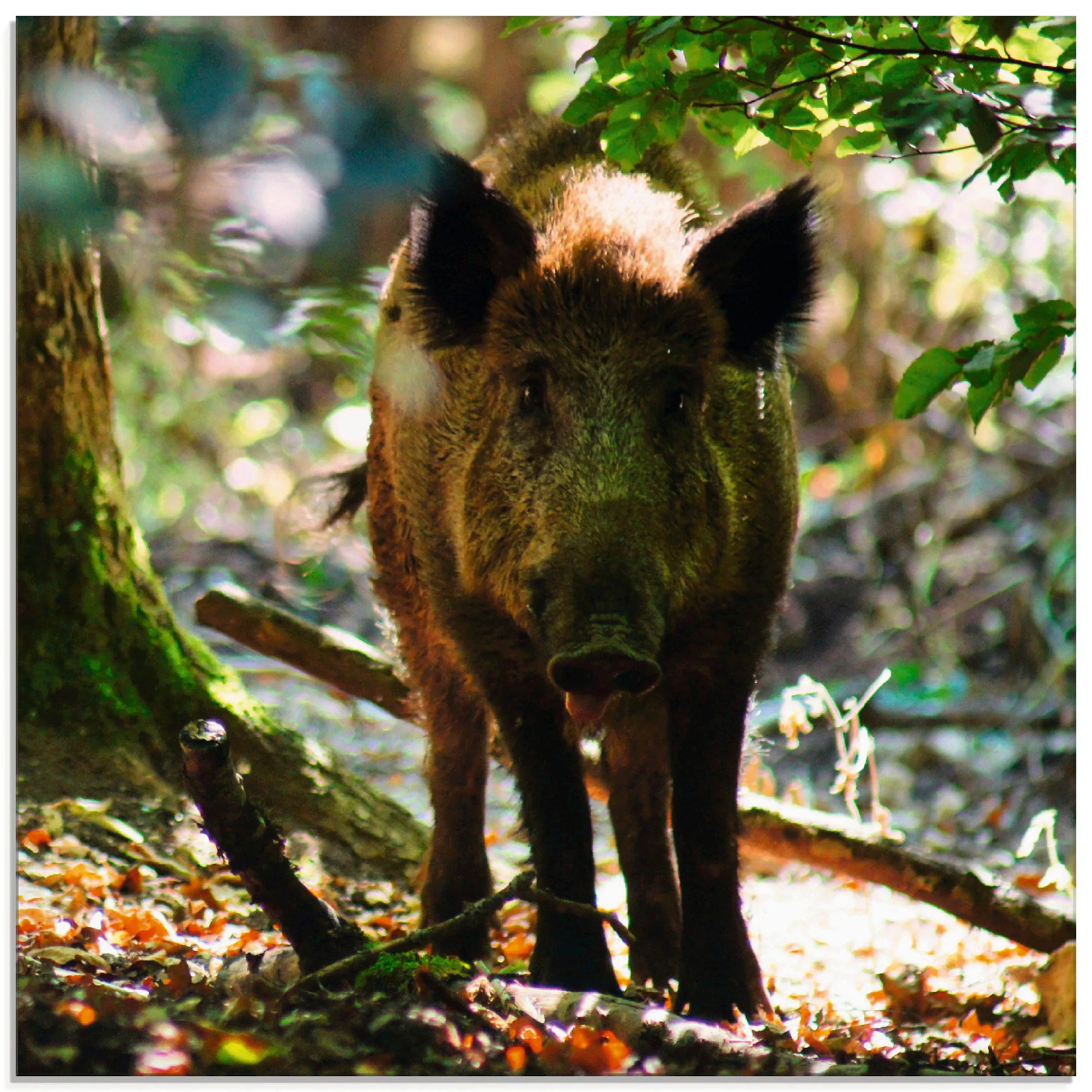 Artland Glasbild »Wildschwein«, Wildtiere, (1 St.), in verschiedenen Größen günstig online kaufen