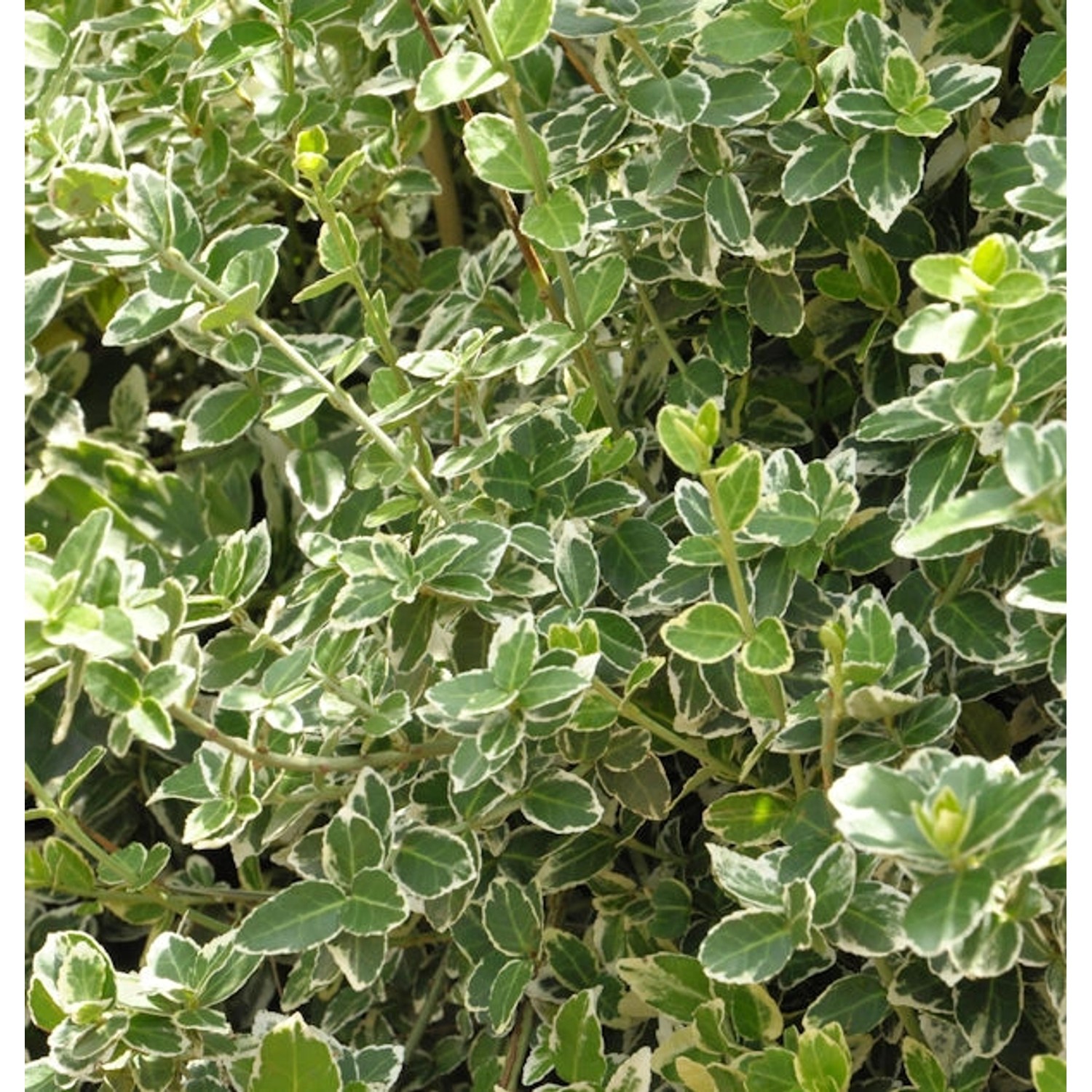 10x Weißbunte Kriechspindel Emerald Gaiety 15-20cm - Euonymus fortunei günstig online kaufen