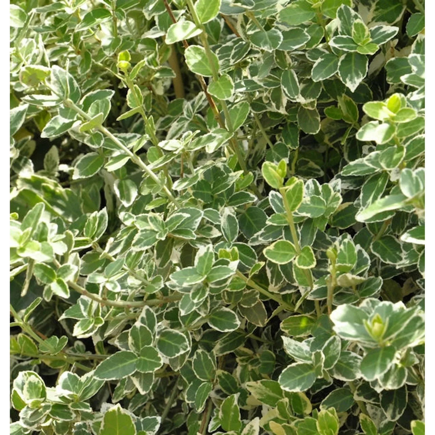 Weißbunte Kriechspindel Emerald Gaiety 40-60cm - Euonymus fortunei günstig online kaufen