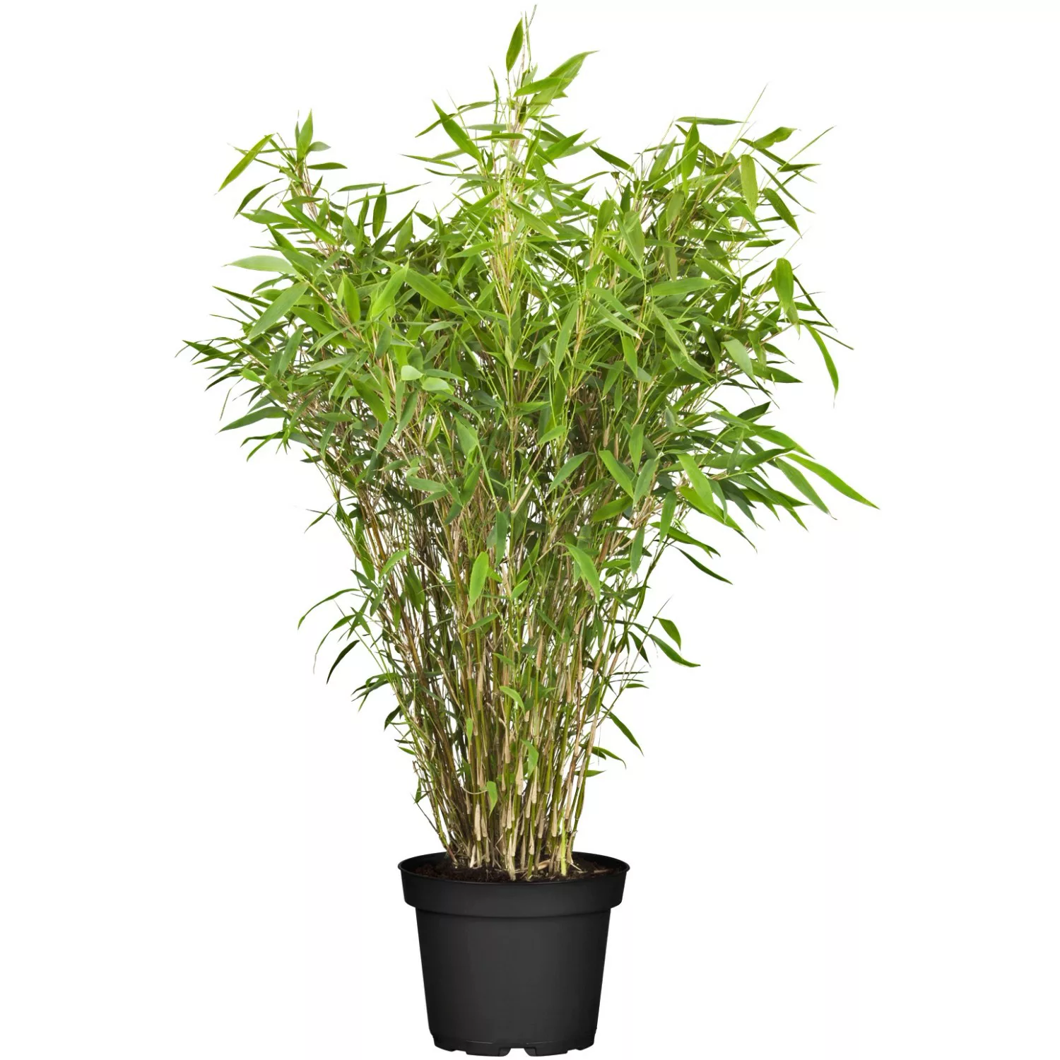 Gartenbambus Black Pearl Höhe 60 - 80 cm Topf ca. 7,5 l Fargesia günstig online kaufen