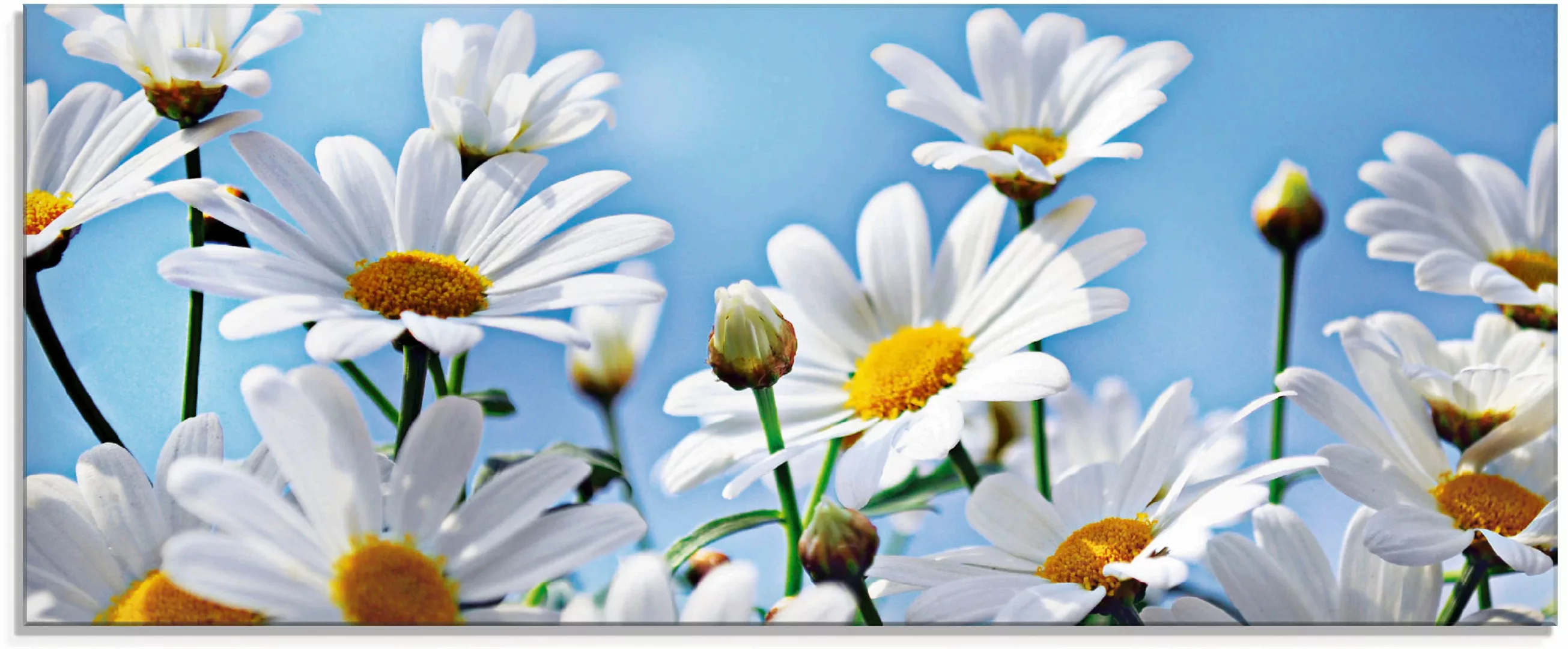 Artland Glasbild "Blumen - Margeriten", Blumen, (1 St.) günstig online kaufen