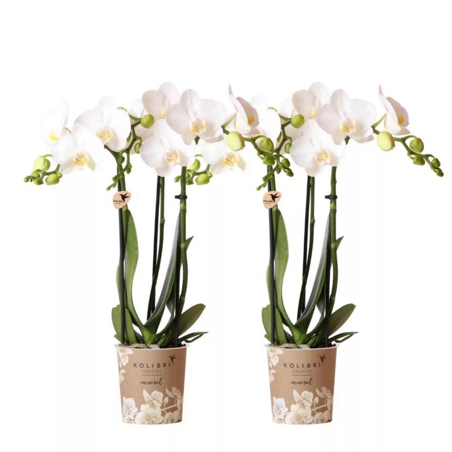 Kolibri Orchids Combi Deal von 2 Weißen Phalaenopsis Orchideen Amabilis Top günstig online kaufen